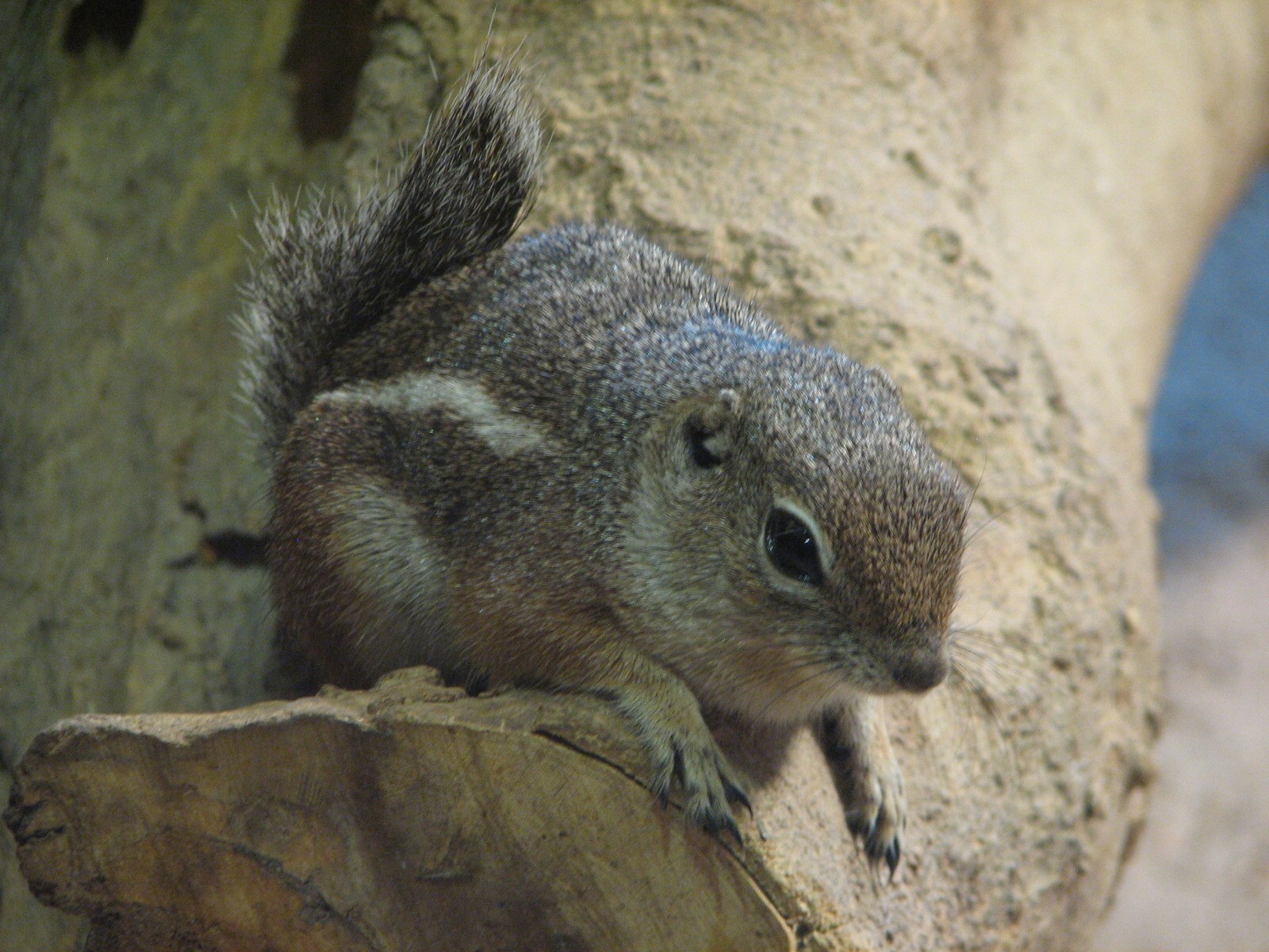 Natural Encounters - Dry Lands - Antelope Ground Squirrel