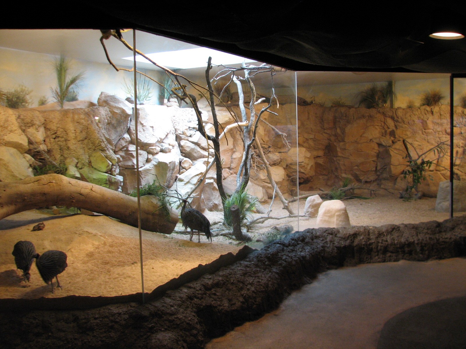 Natural Encounters - Dry Lands - Mixed Species Exhibit