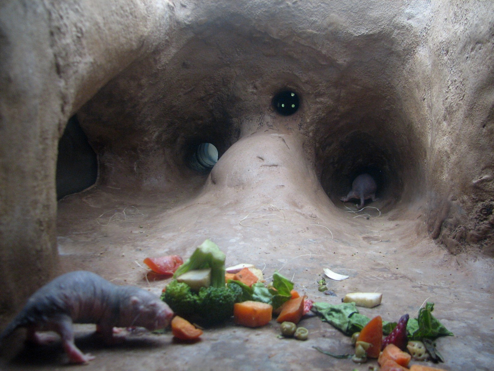Natural Encounters - Dry Lands - Naked Mole Rat Exhibit