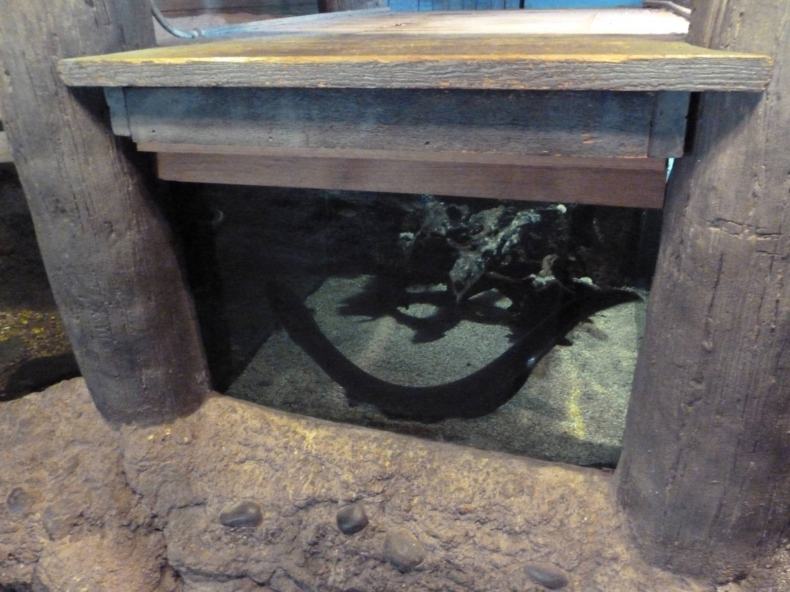 Natural Encounters - Electric Eel Exhibit