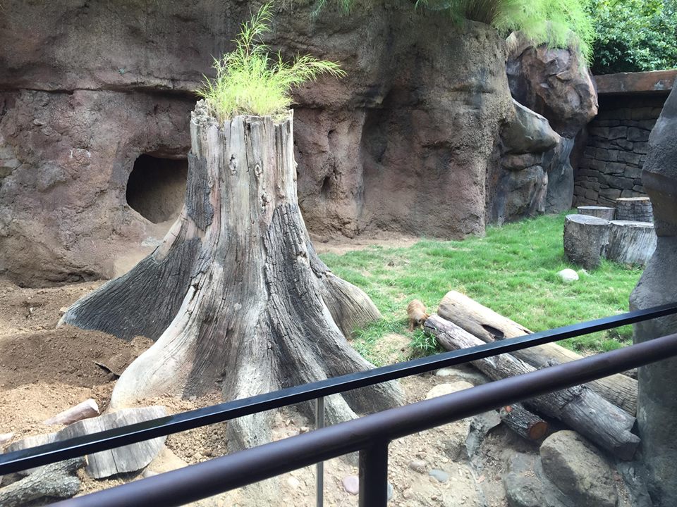 Natural Encounters- Excellent Meerkat Exhbiti