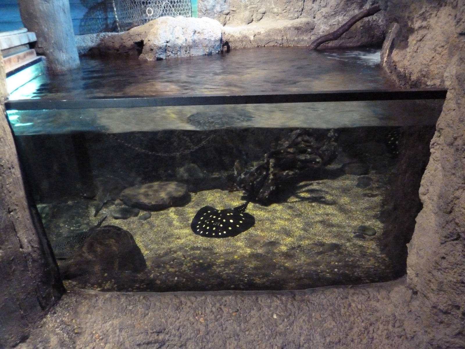 Natural Encounters - Freshwater Stingray Exhibit
