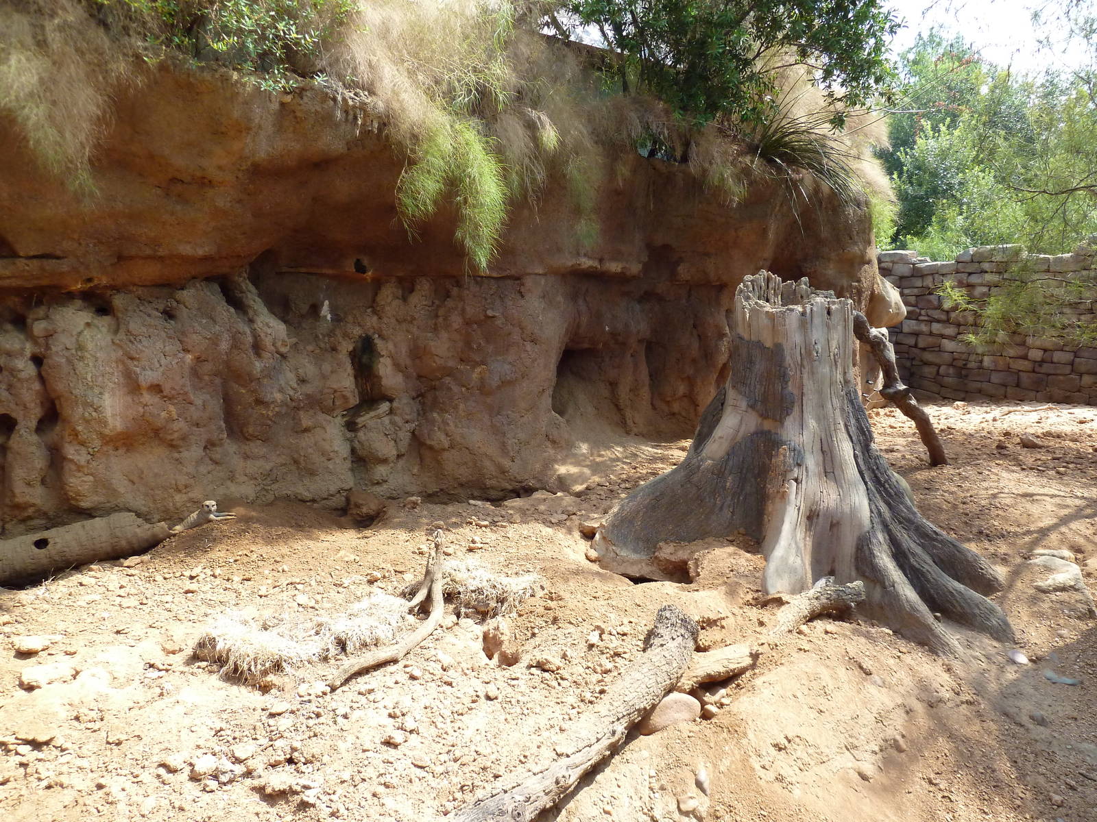 Natural Encounters - Meerkat Exhibit