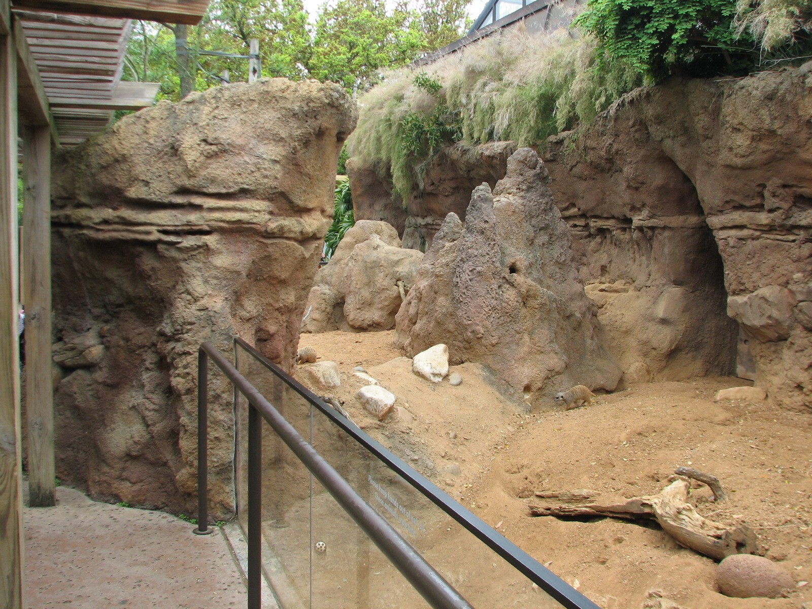 Natural Encounters - Meerkat Exhibit