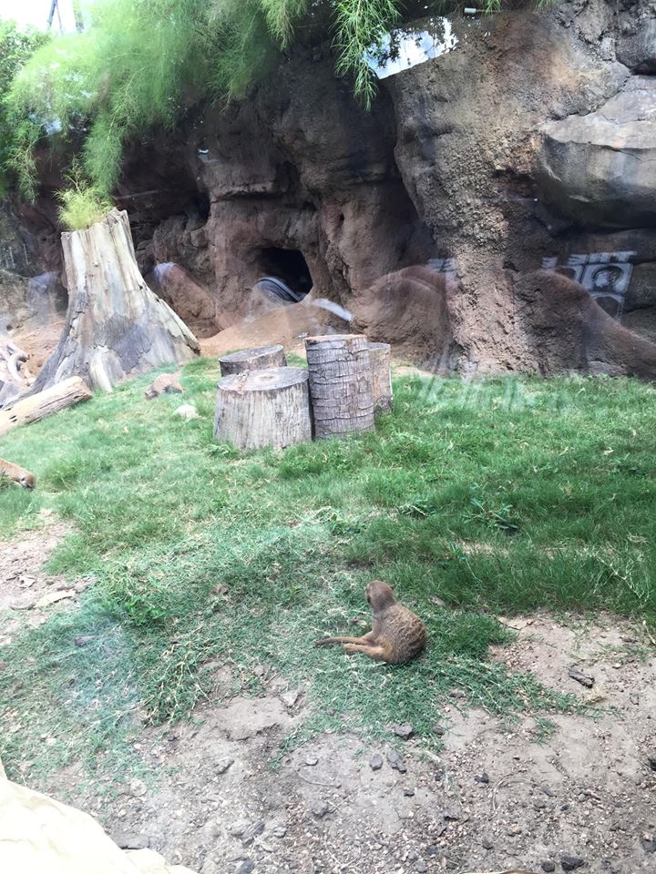 Natural Encounters- Meerkats