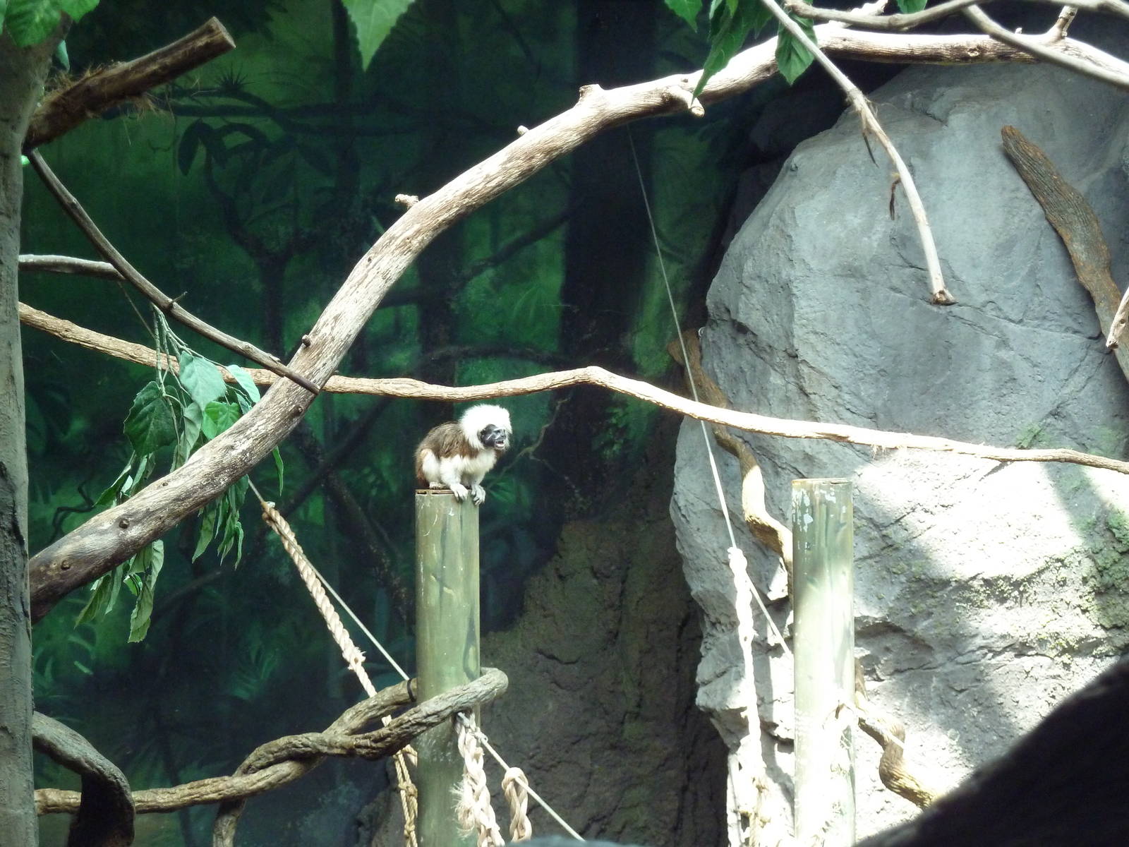 Natural Encounters - Mixed-Species Exhibit (9 Species)