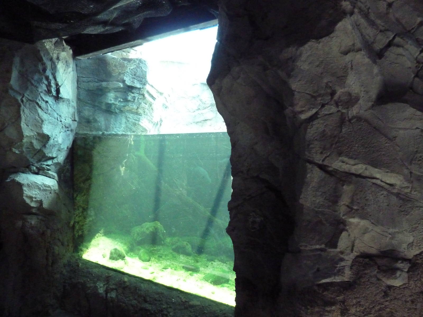 Natural Encounters - Piranha Exhibit