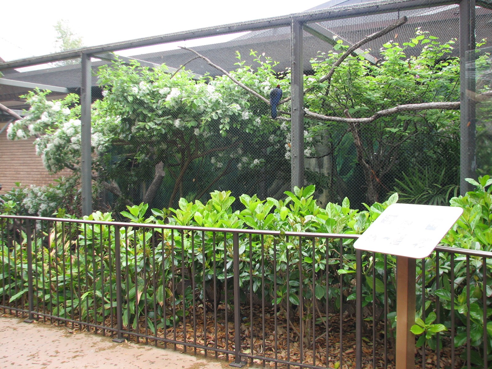 Natural Encounters - Rainforest Canopy - Weather-permitting Exterior Exhibi