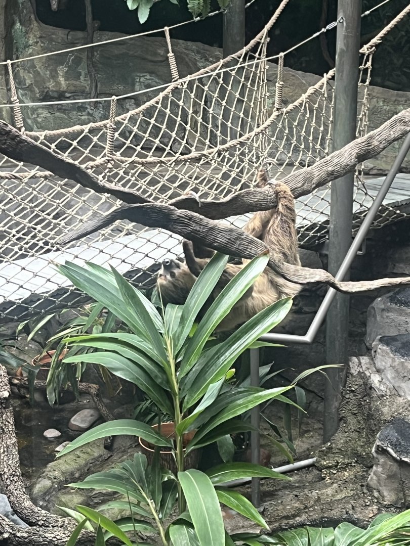 Natural Encounters-Sloth