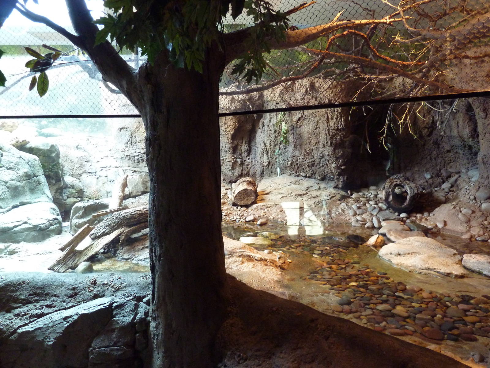 Natural Encounters - Small-Clawed Otter/Prevost's Squirrel/Bengal Slow Lori