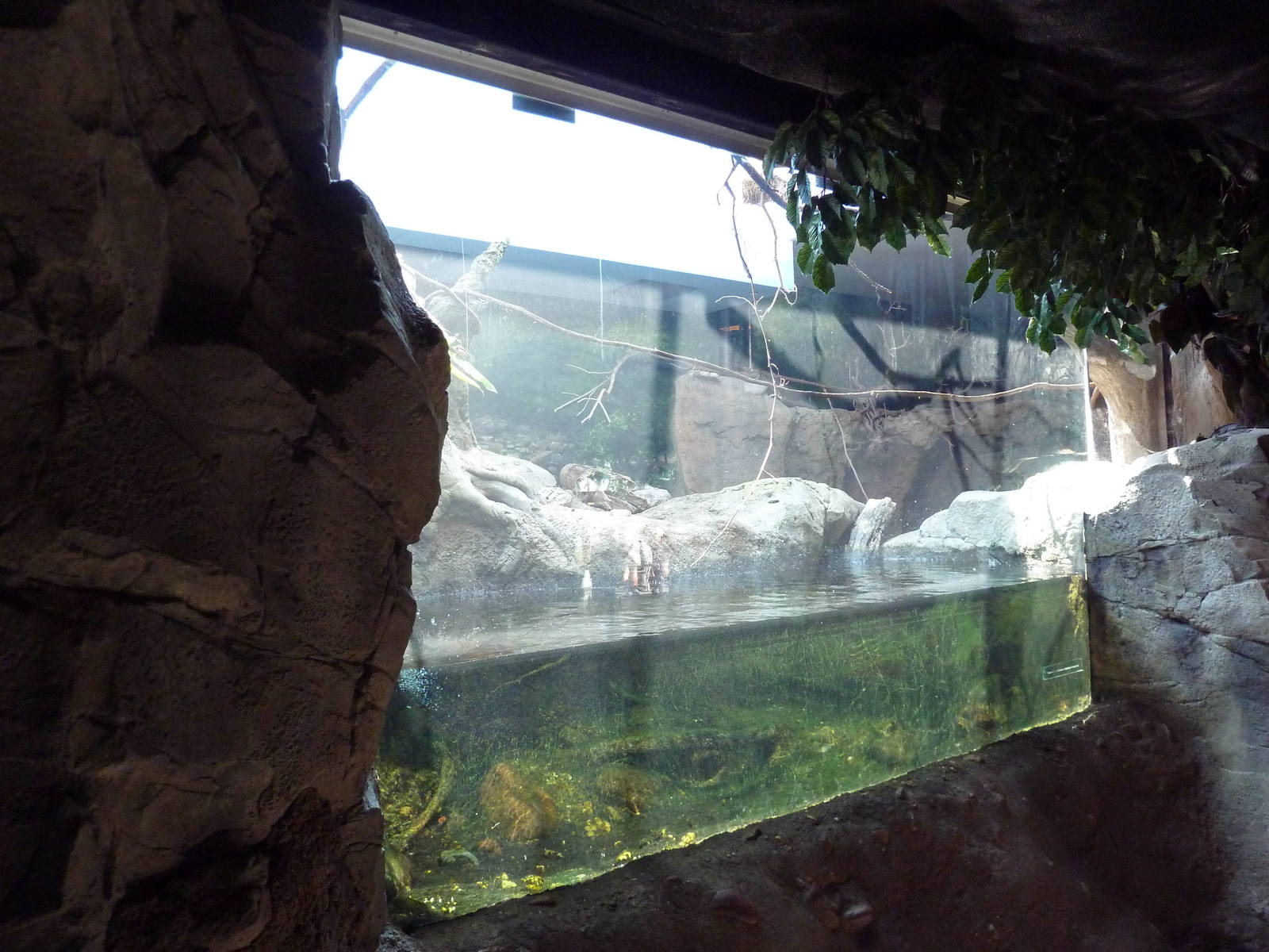 Natural Encounters - Small-Clawed Otter/Prevost's Squirrel/Bengal Slow Lori