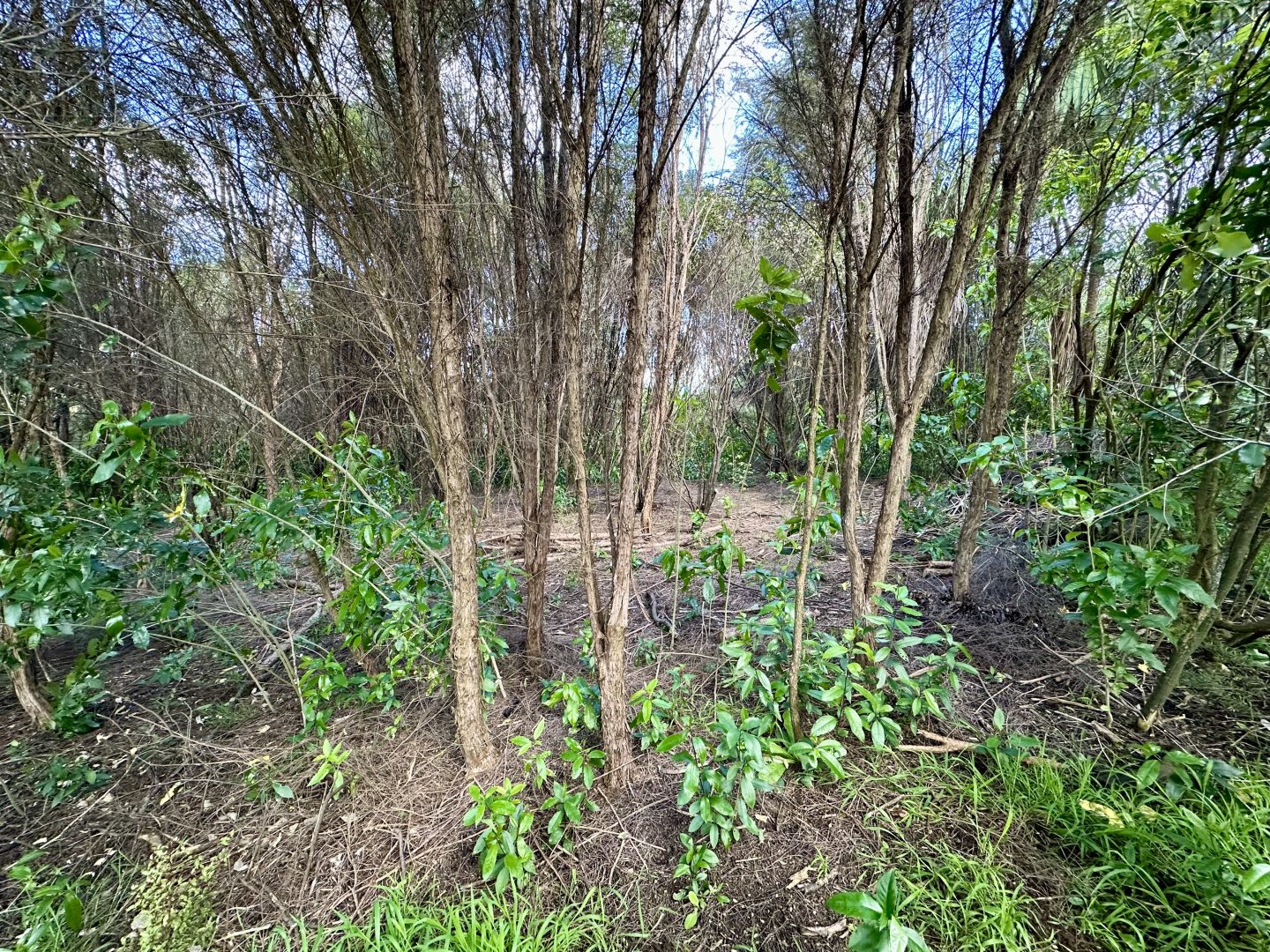 Natural Heritage Park - Forest Glade