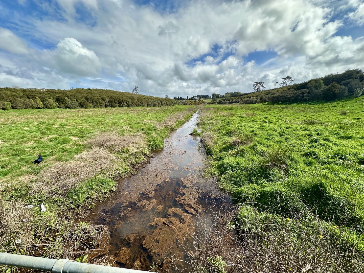 Natural Heritage Park - Stream