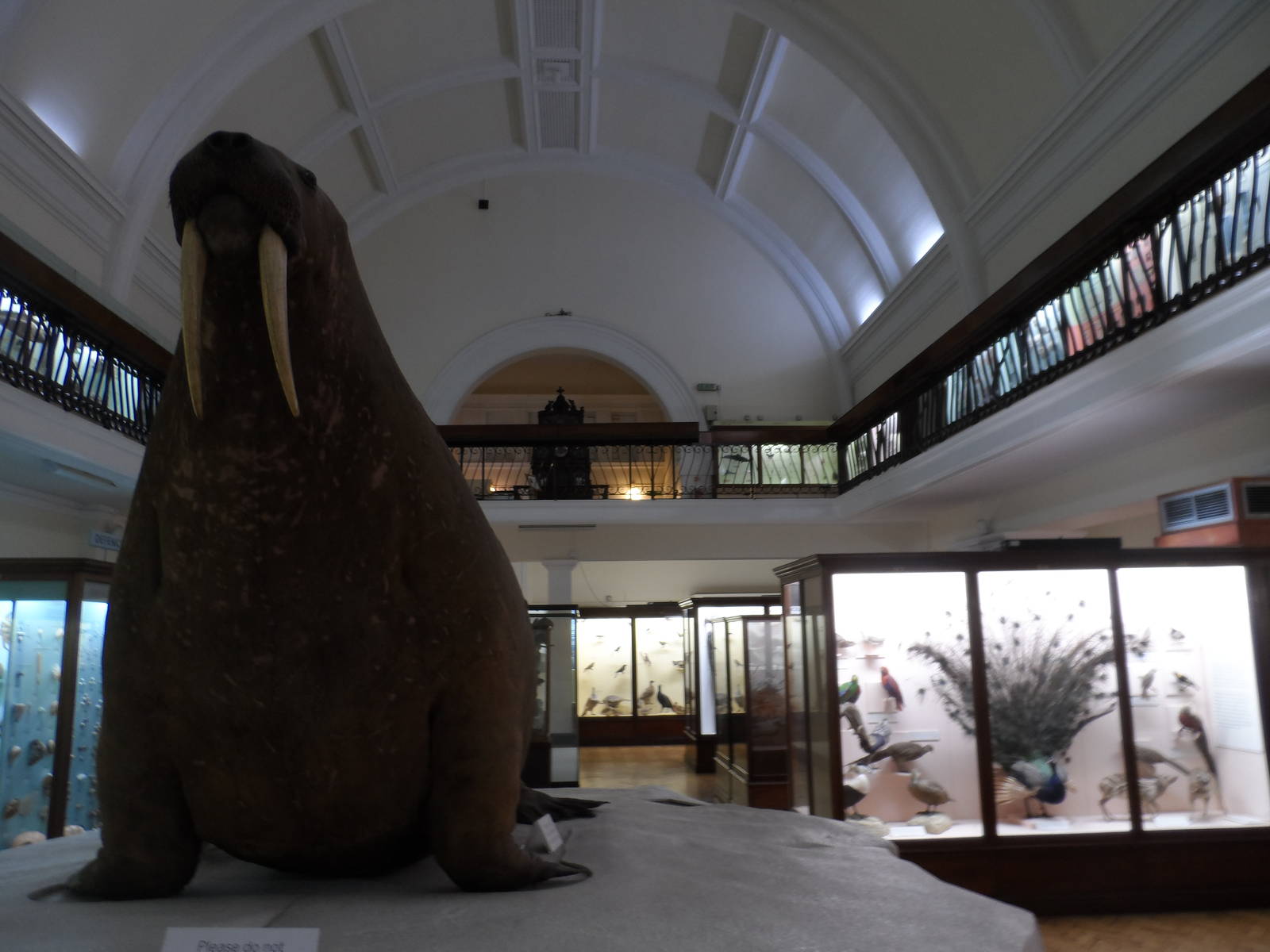 Natural History Collections