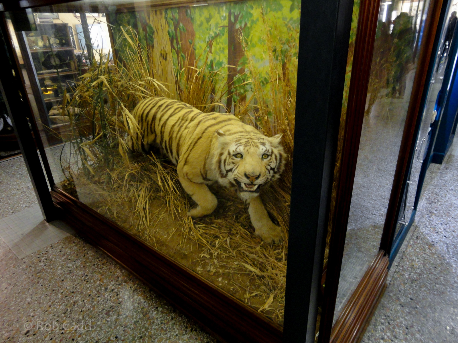 Natural History Gallery : Norwich Castle Museum : 26 Mar 2016