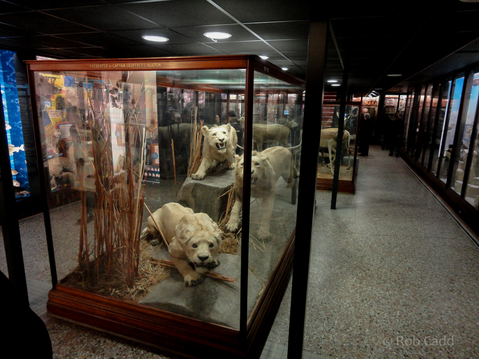 Natural History Gallery : Norwich Castle Museum : 26 Mar 2016