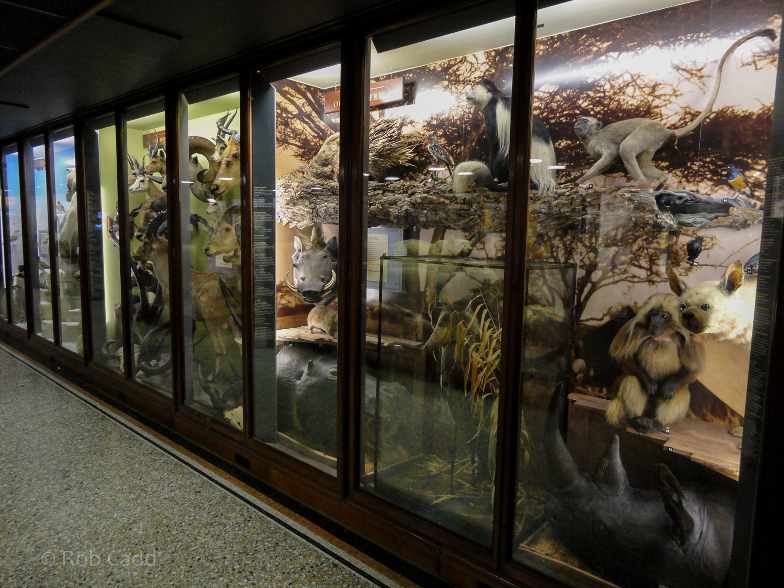 Natural History Gallery : Norwich Castle Museum : 26 Mar 2016