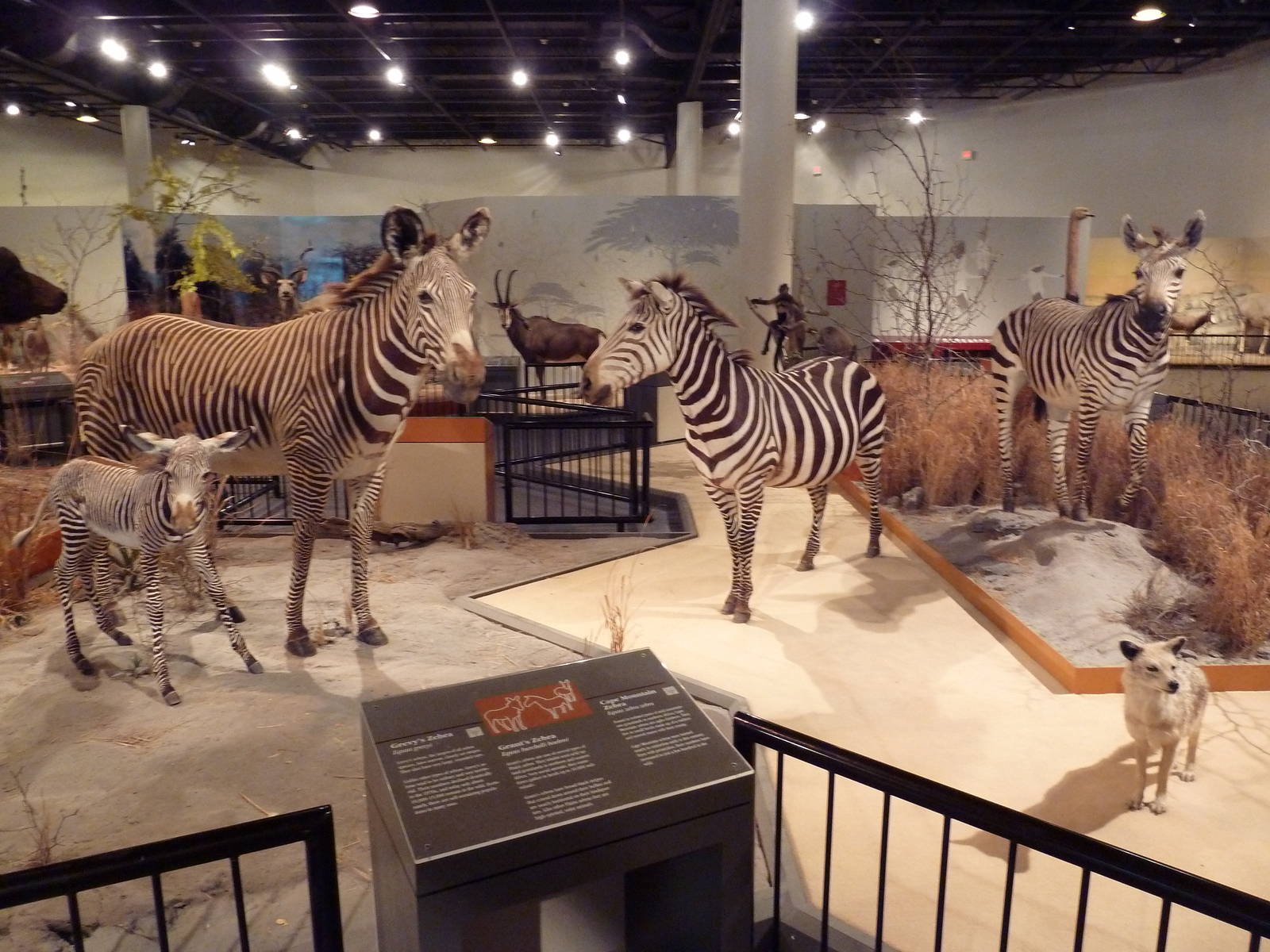 Natural History Museum - 3 Species of Zebra