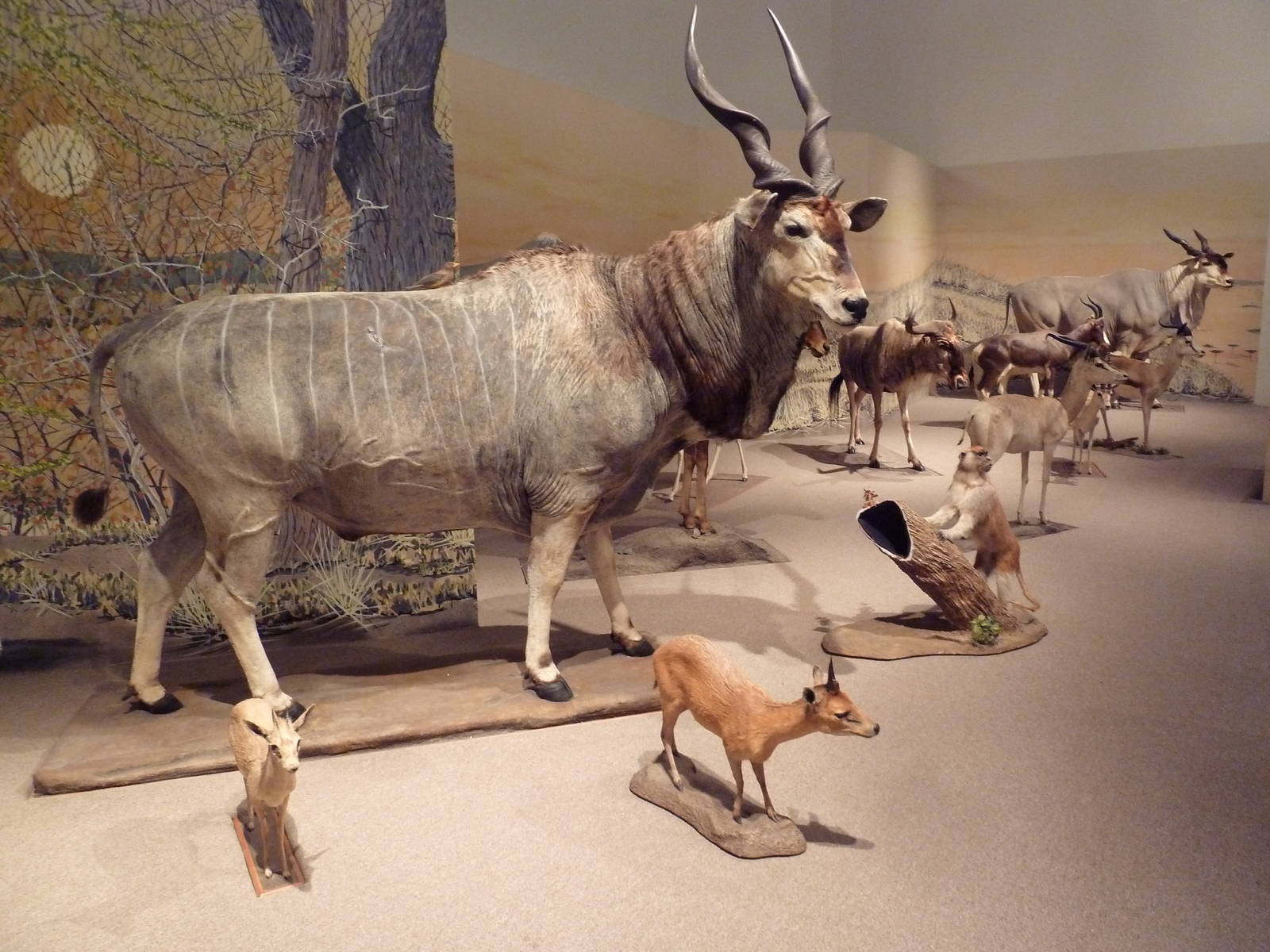 Natural History Museum - Africa (including Giant Eland)