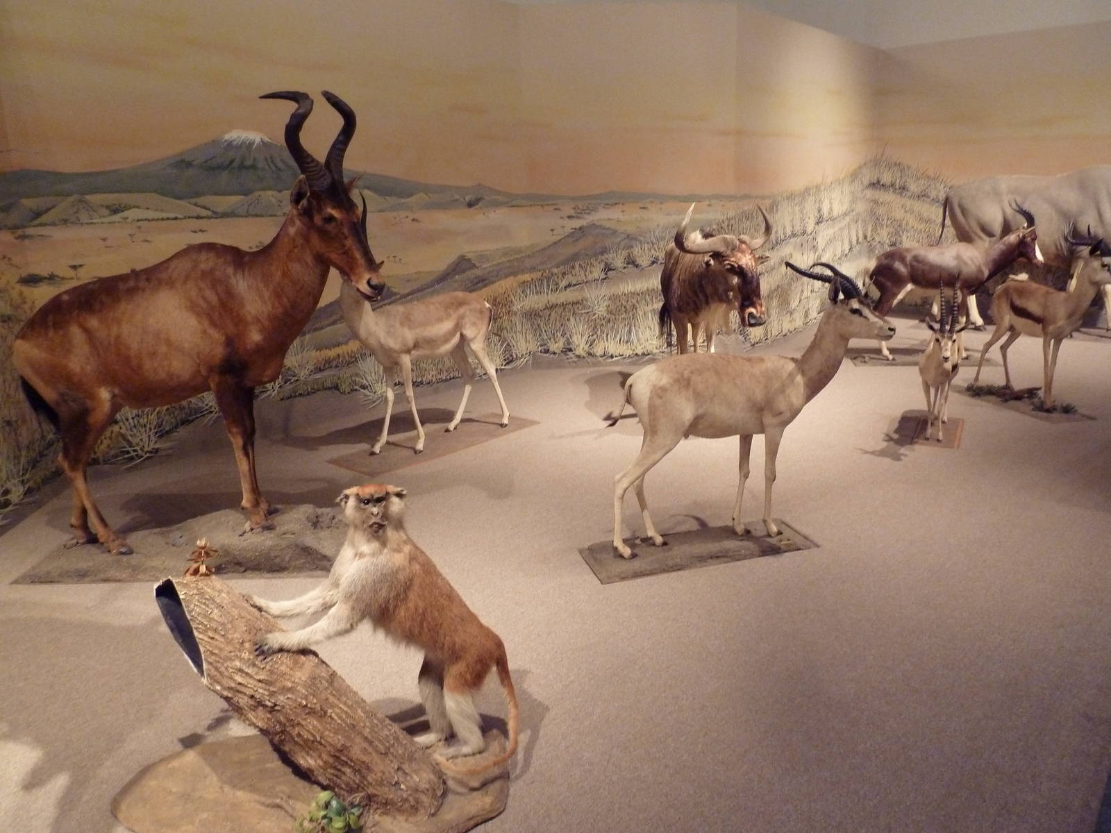 Natural History Museum - Africa