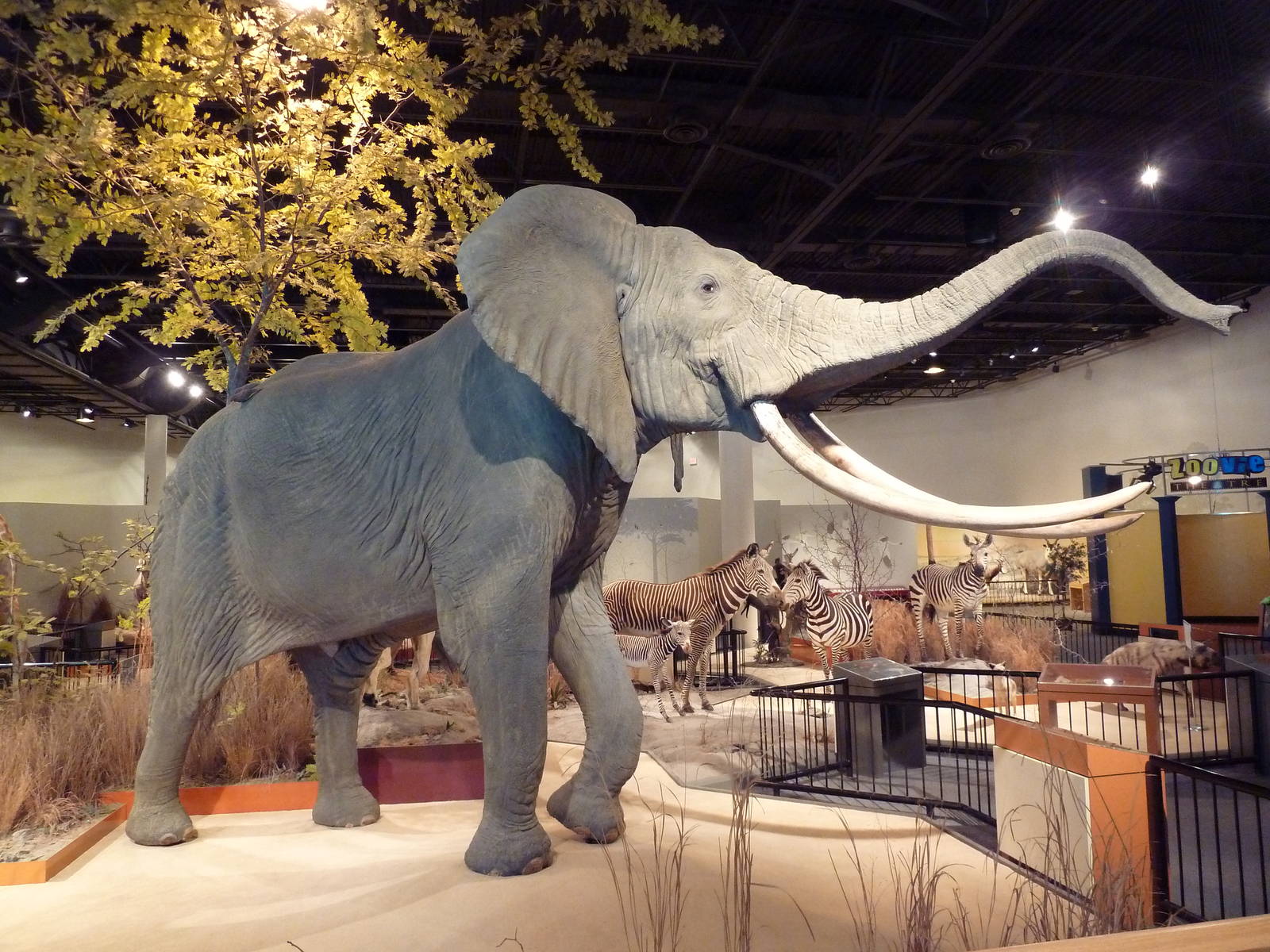 Natural History Museum - African Elephant