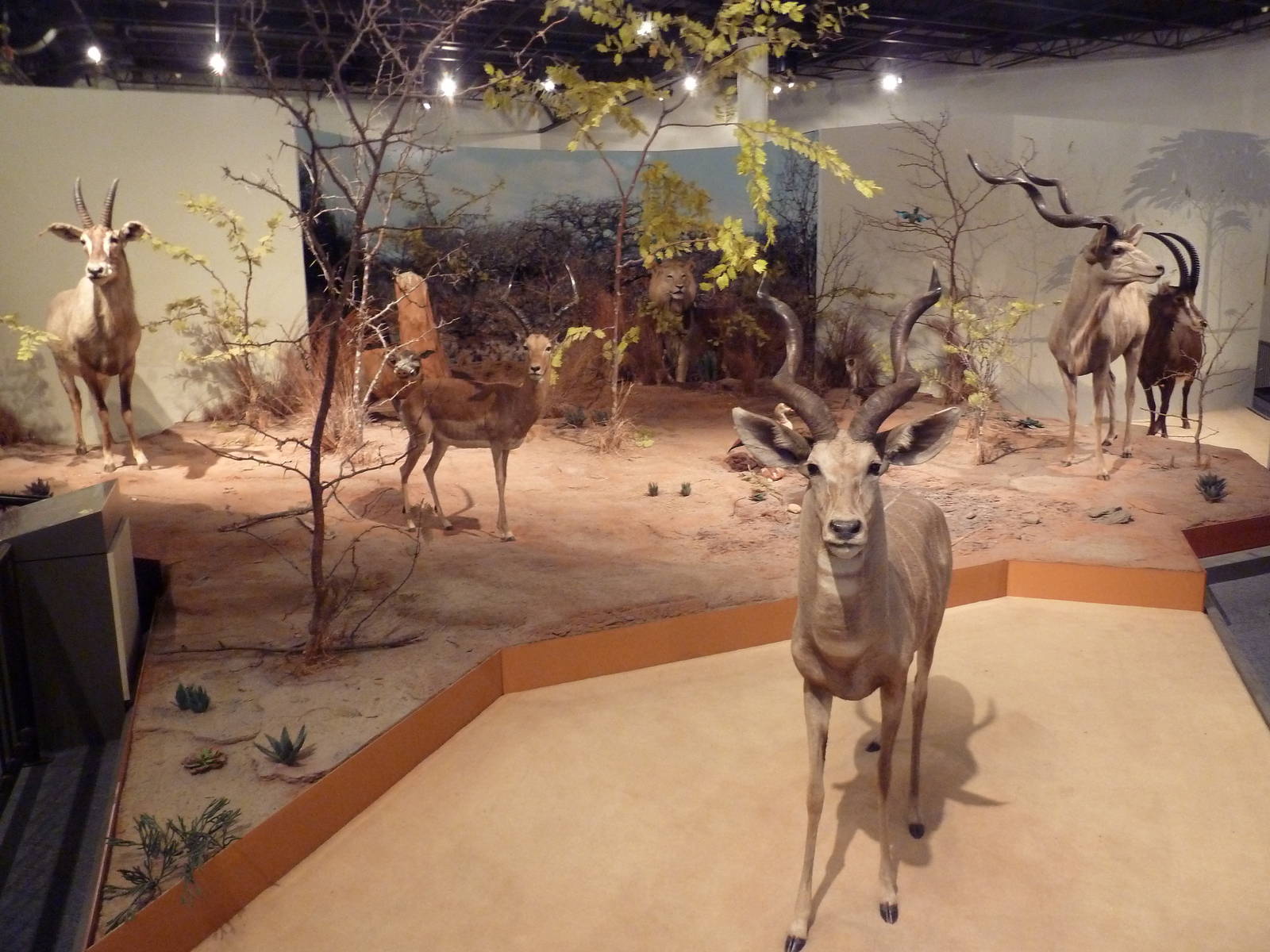 Natural History Museum - African Hoofstock Diorama