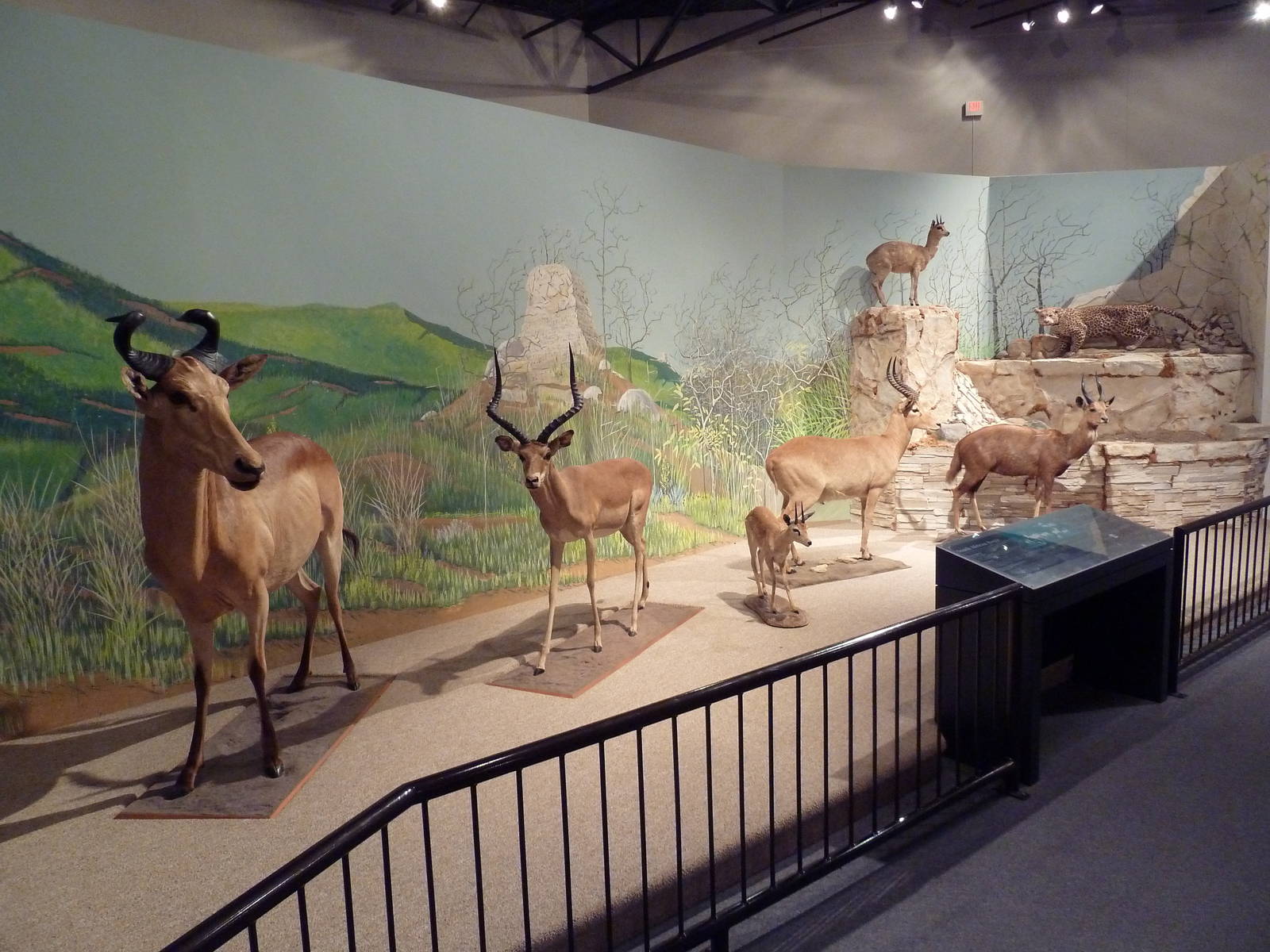 Natural History Museum - African Hoofstock