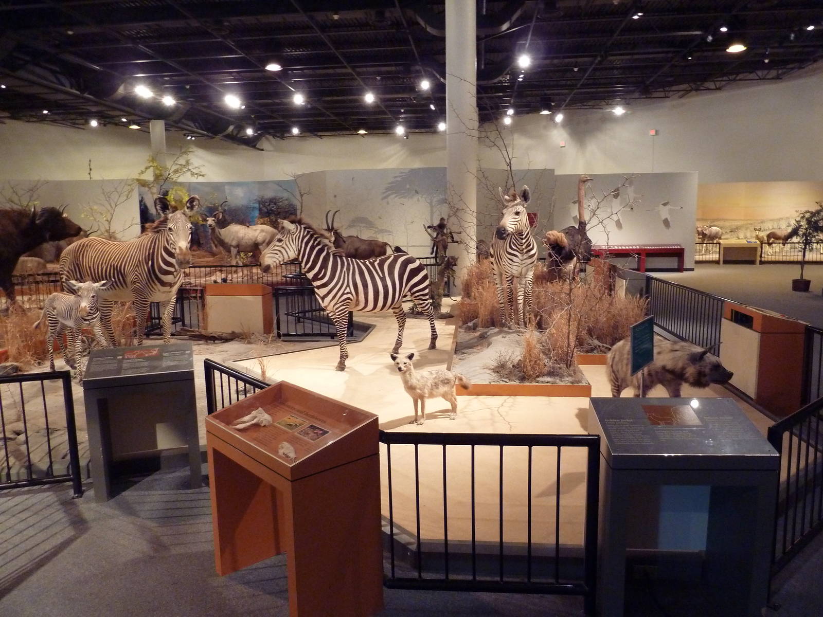 Natural History Museum - African Panorama