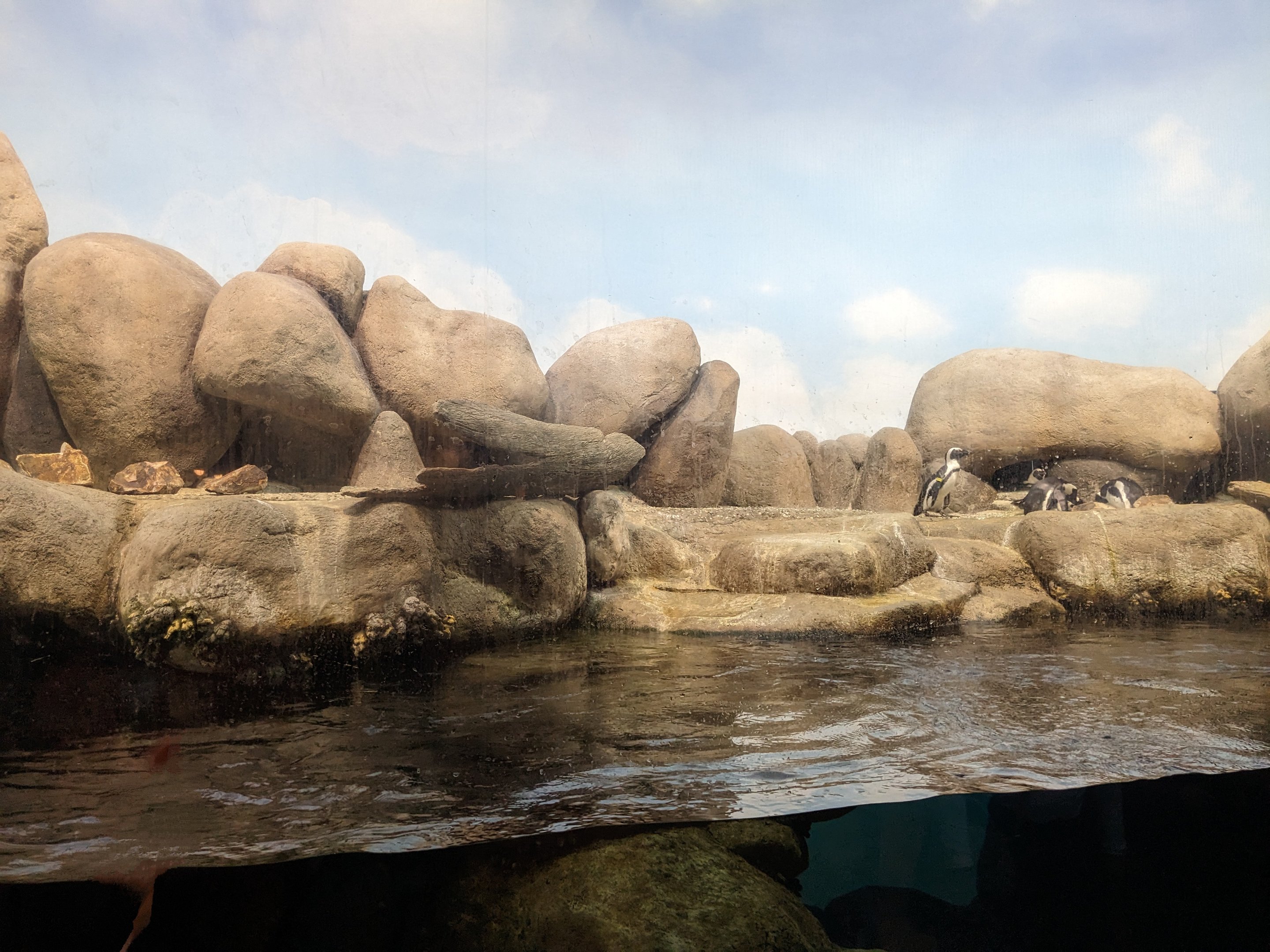 Natural History Museum - African penguins