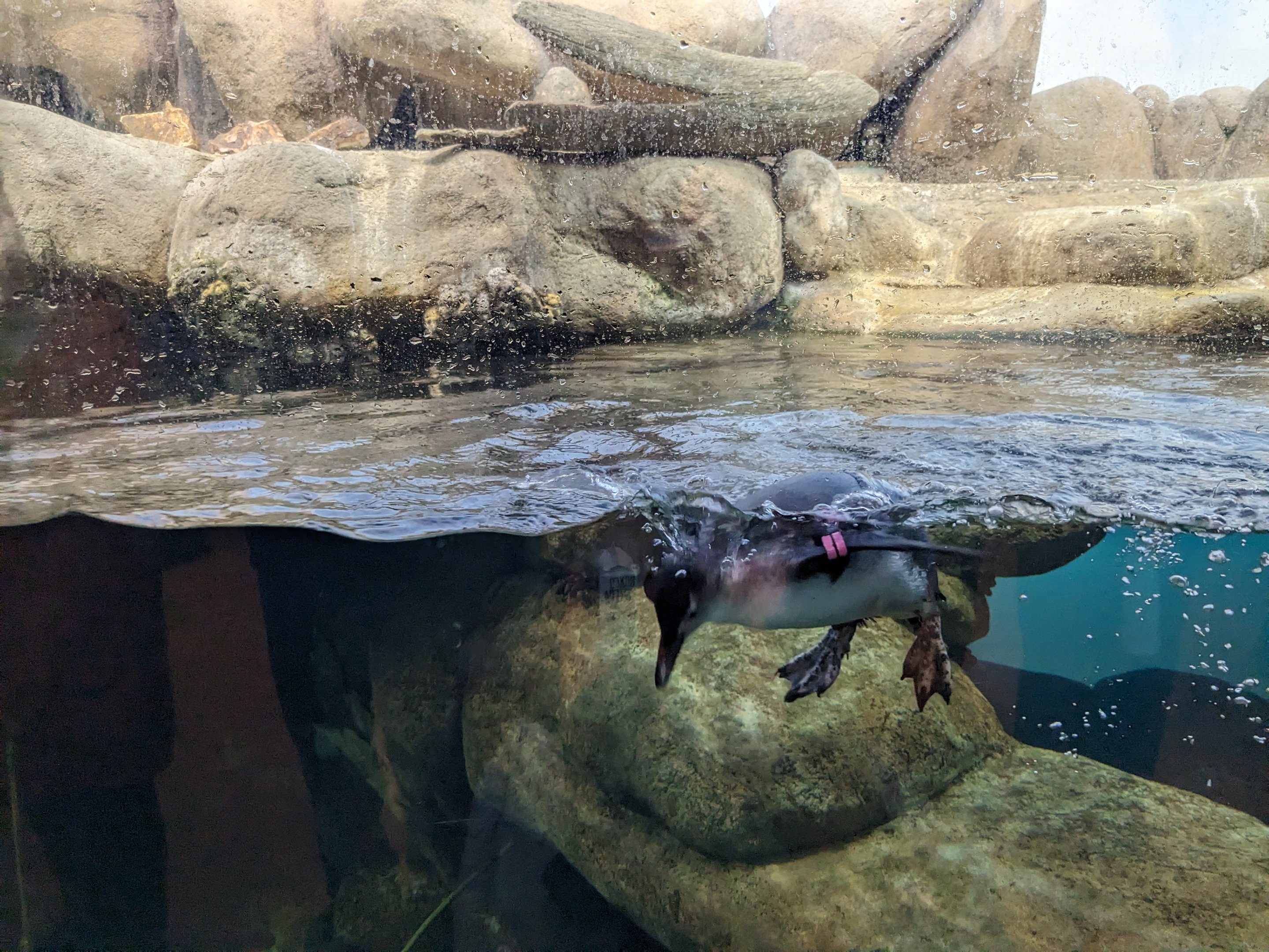 Natural History Museum - African penguins