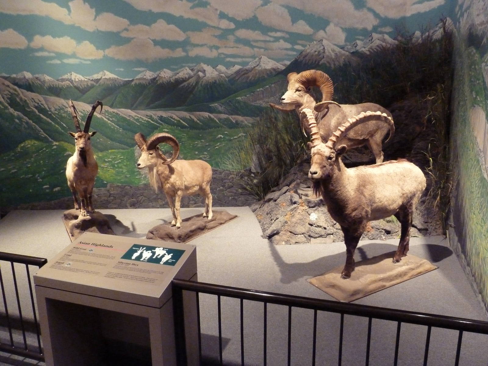 Natural History Museum - Asian Highlands