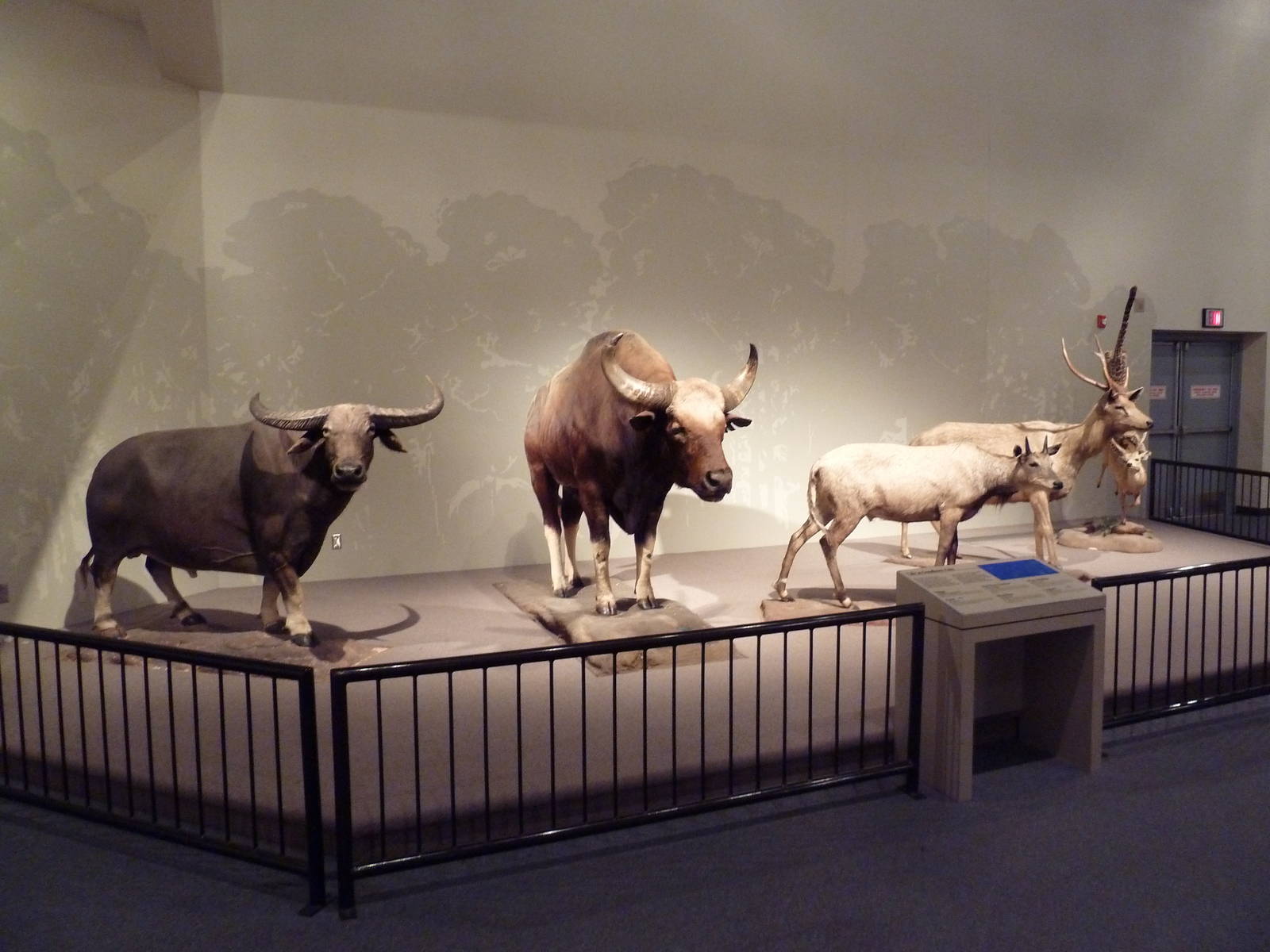 Natural History Museum - Asian Hoofstock