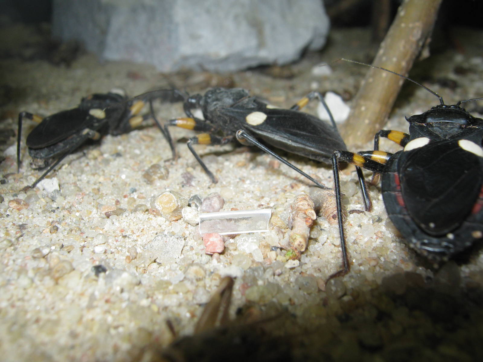Natural History Museum-Assassin Bug