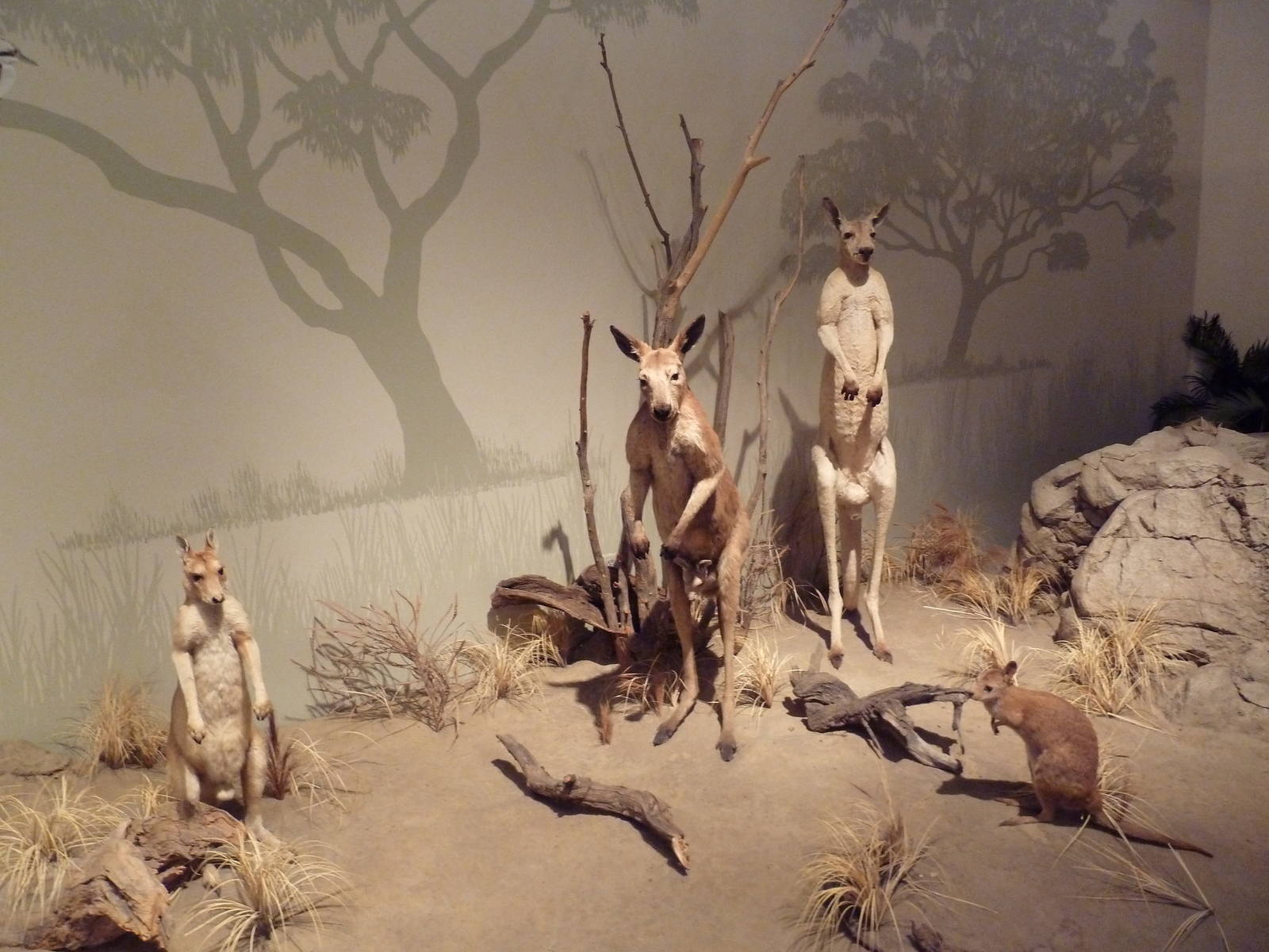 Natural History Museum - Australia