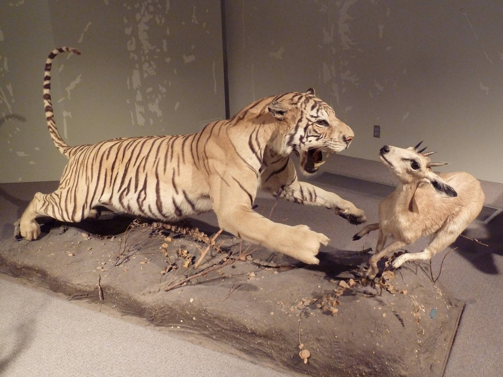 Natural History Museum - Bengal Tiger + Four-Horned Antelope