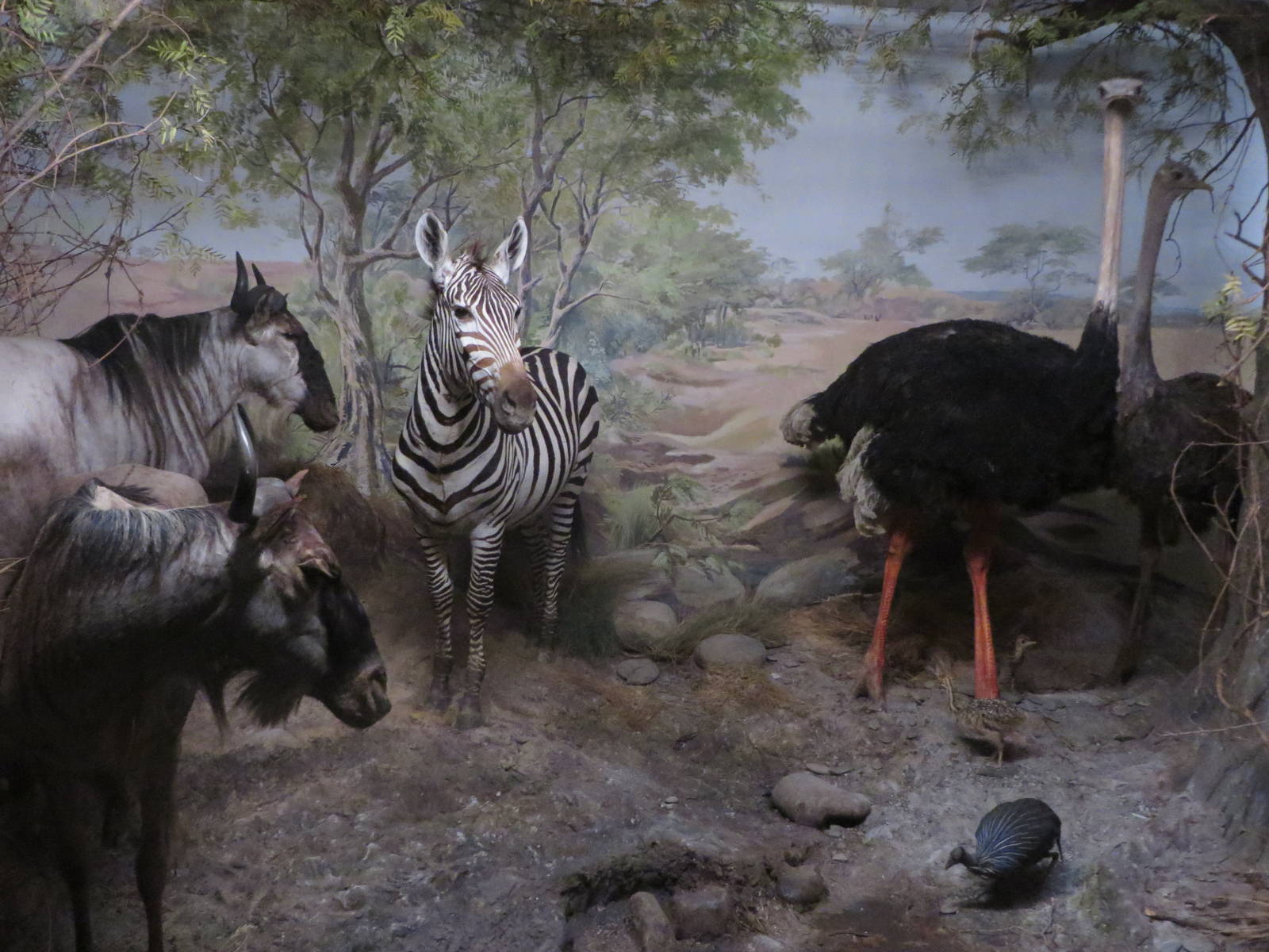 Natural History Museum Bern - African diorama