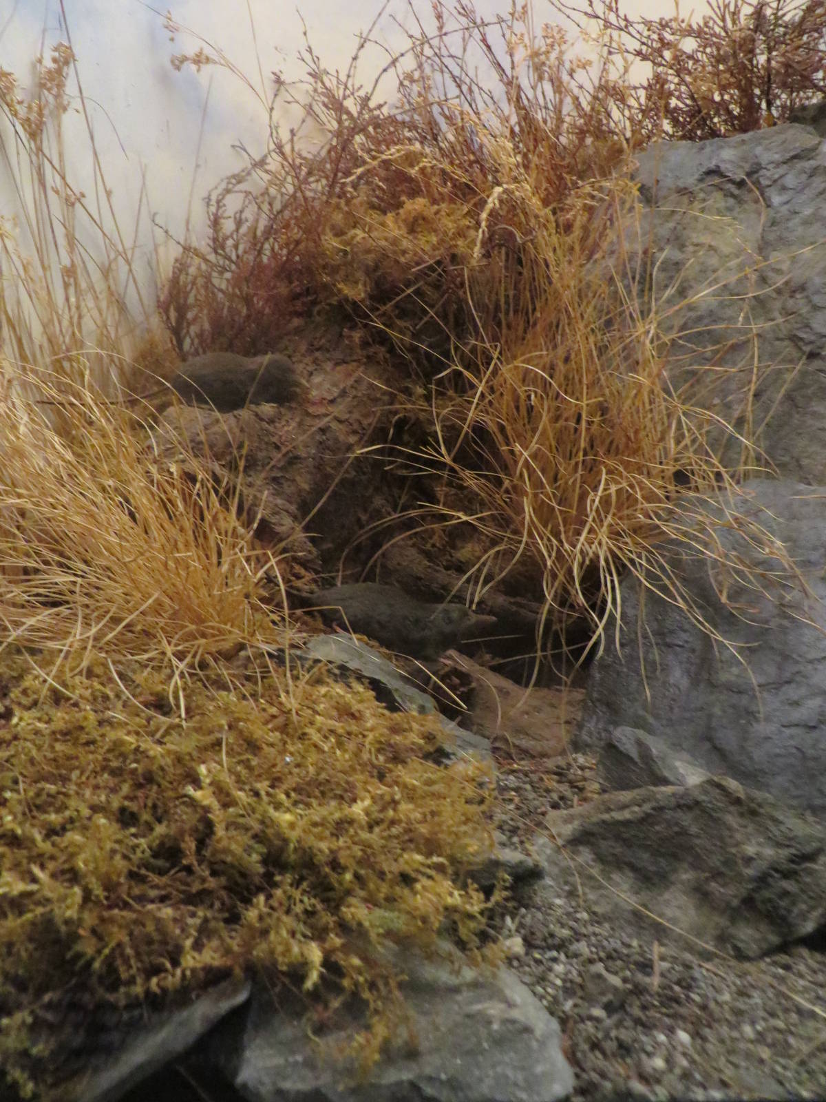 Natural History Museum Bern - Alpine shrew diorama