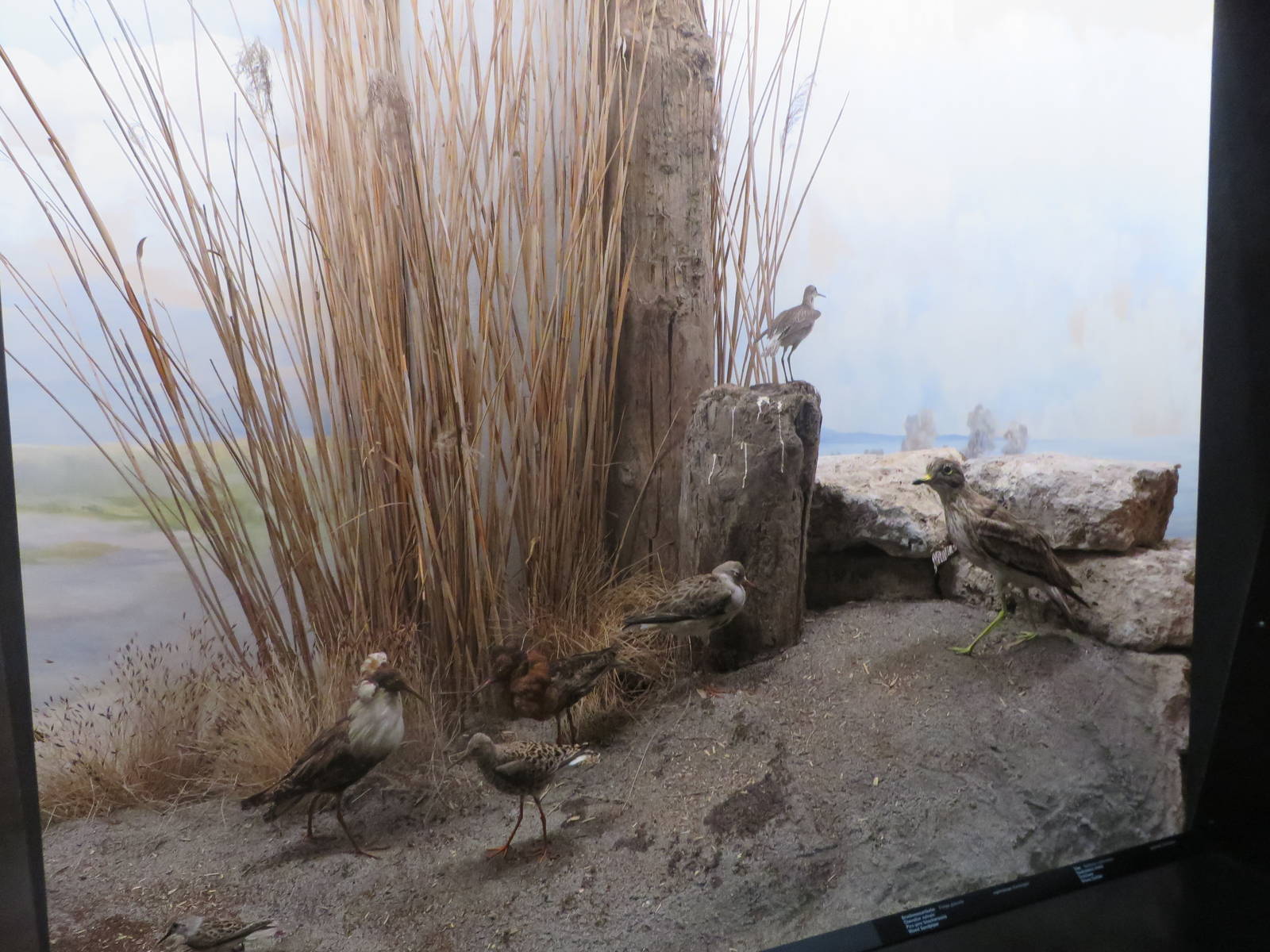Natural History Museum Bern - Bird diorama