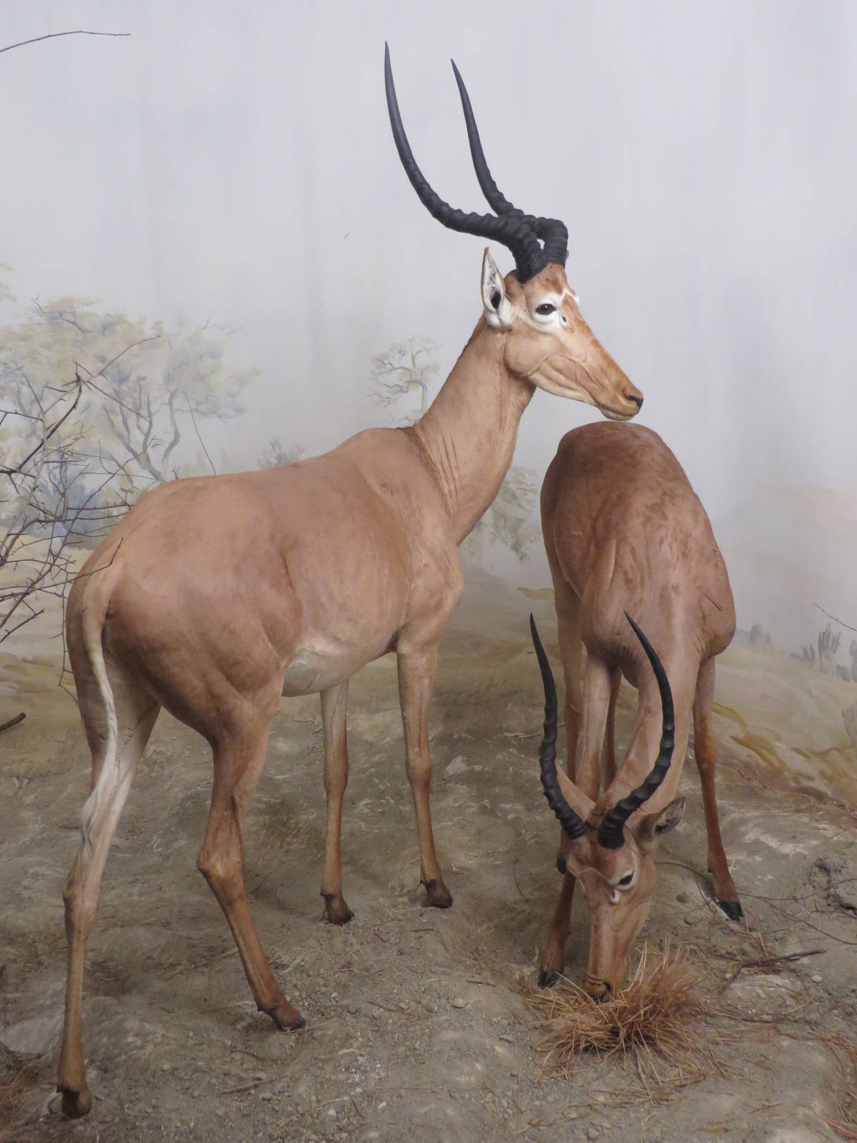 Natural History Museum Bern - Hirola diorama