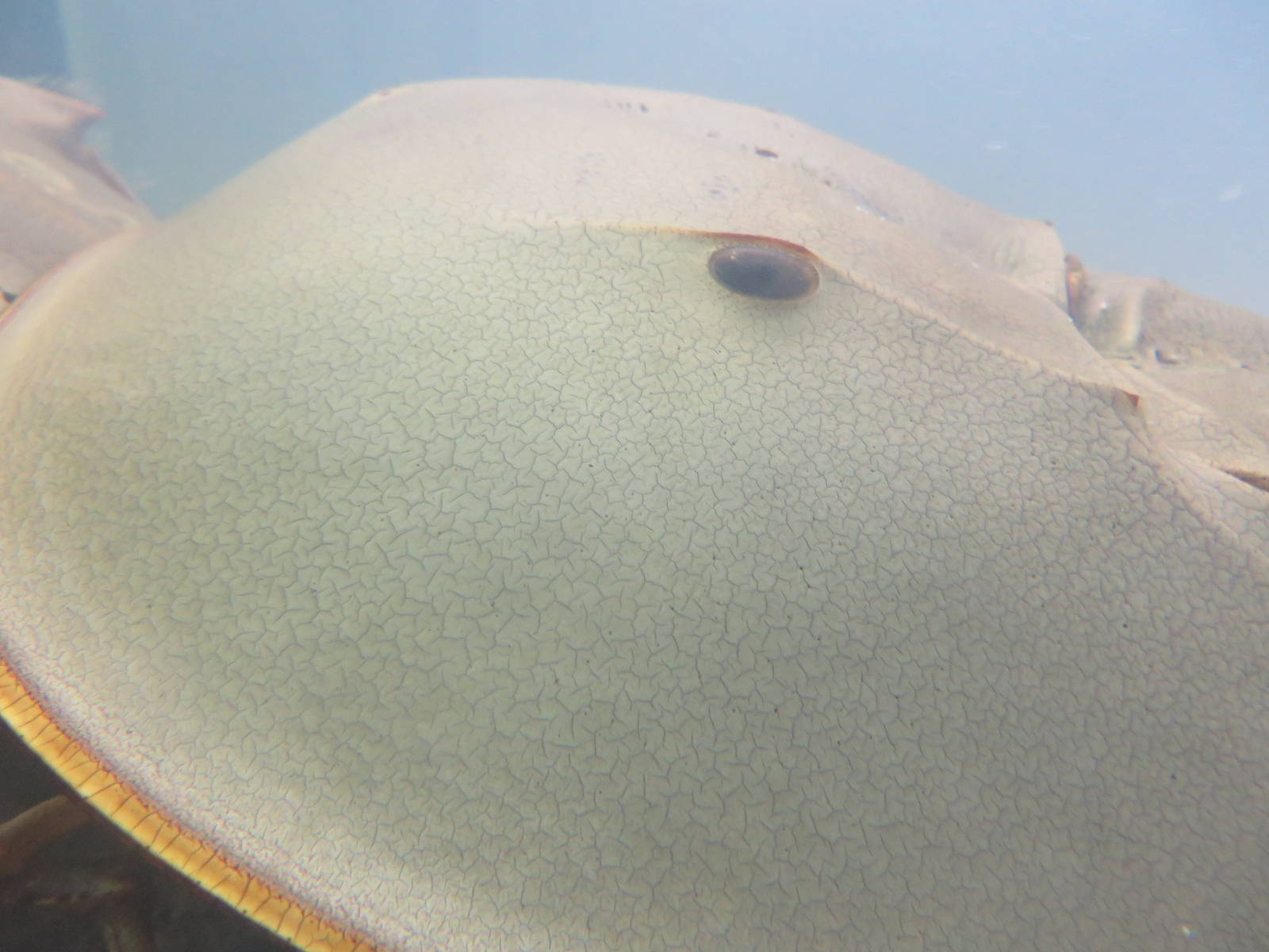 Natural History Museum Bern - Horseshoe crab