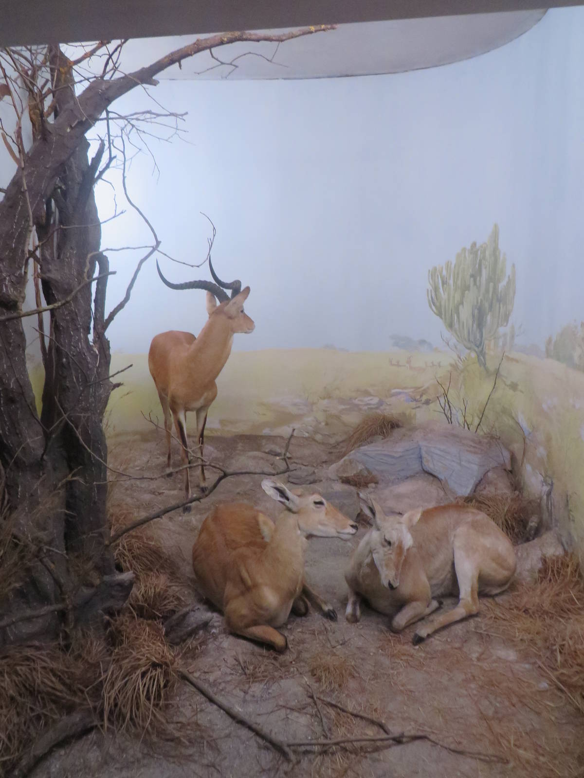 Natural History Museum Bern - Kob diorama