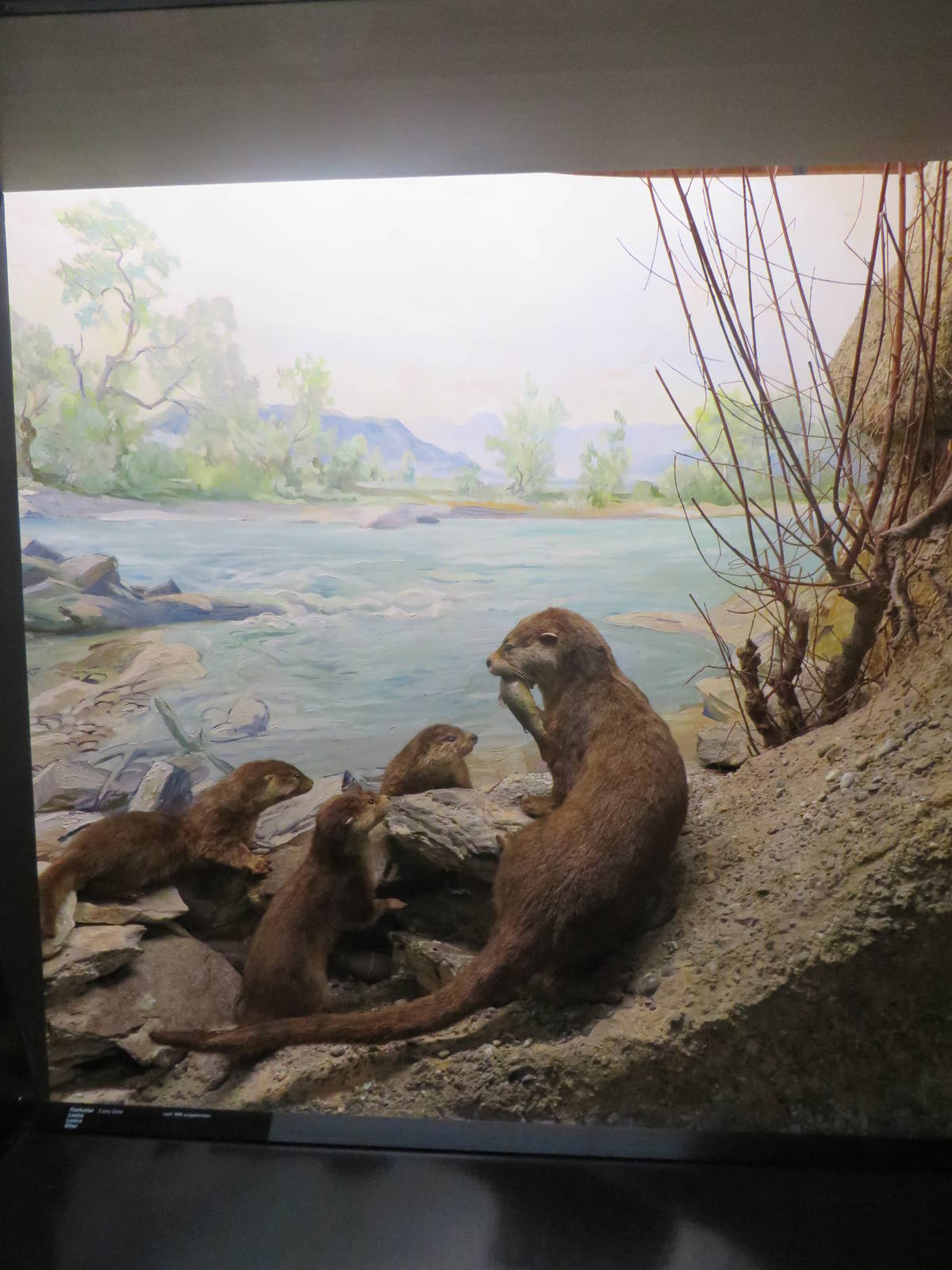Natural History Museum Bern - Otter diorama