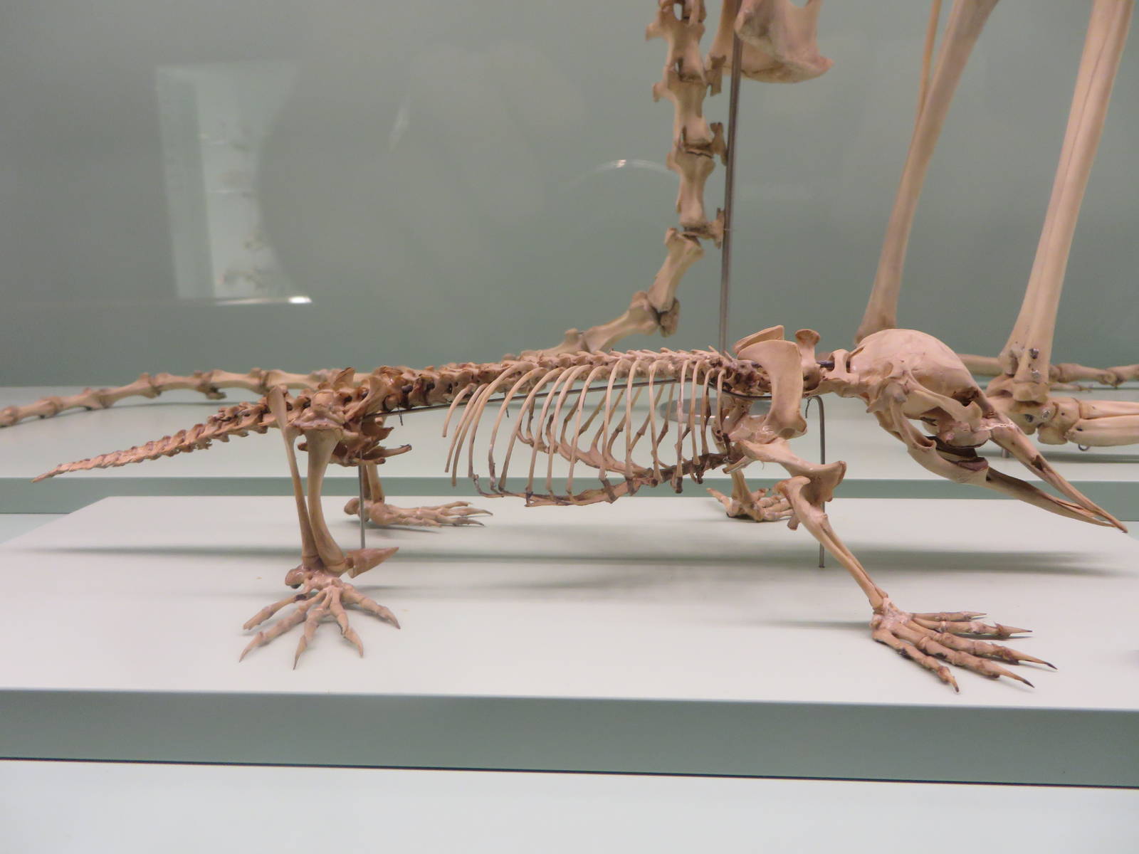 Natural History Museum Bern - Platypus skeleton