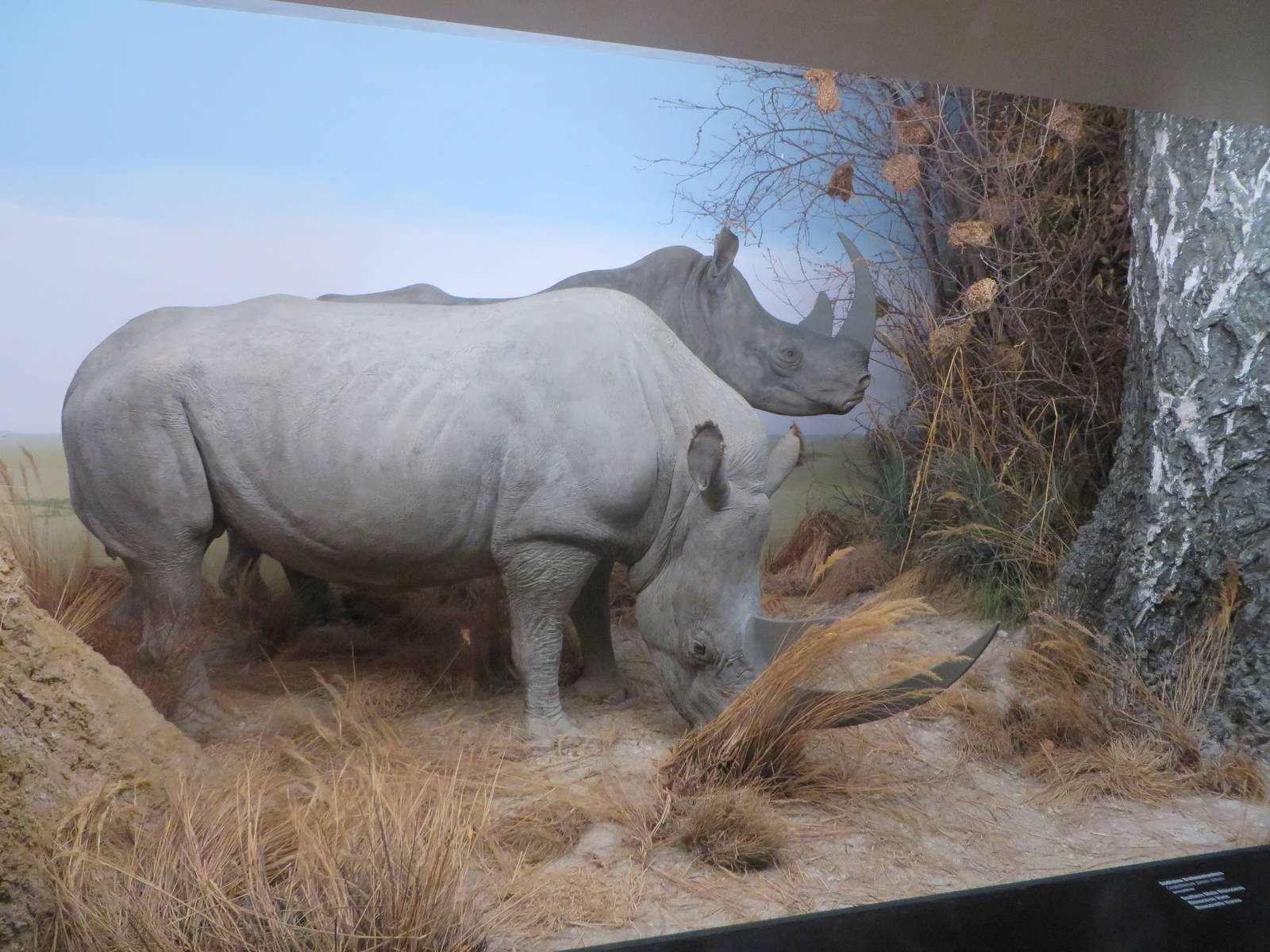 Natural History Museum Bern - rhino diorama