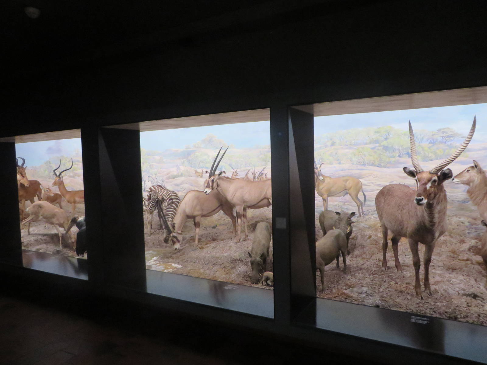 Natural History Museum Bern - Savannah diorama