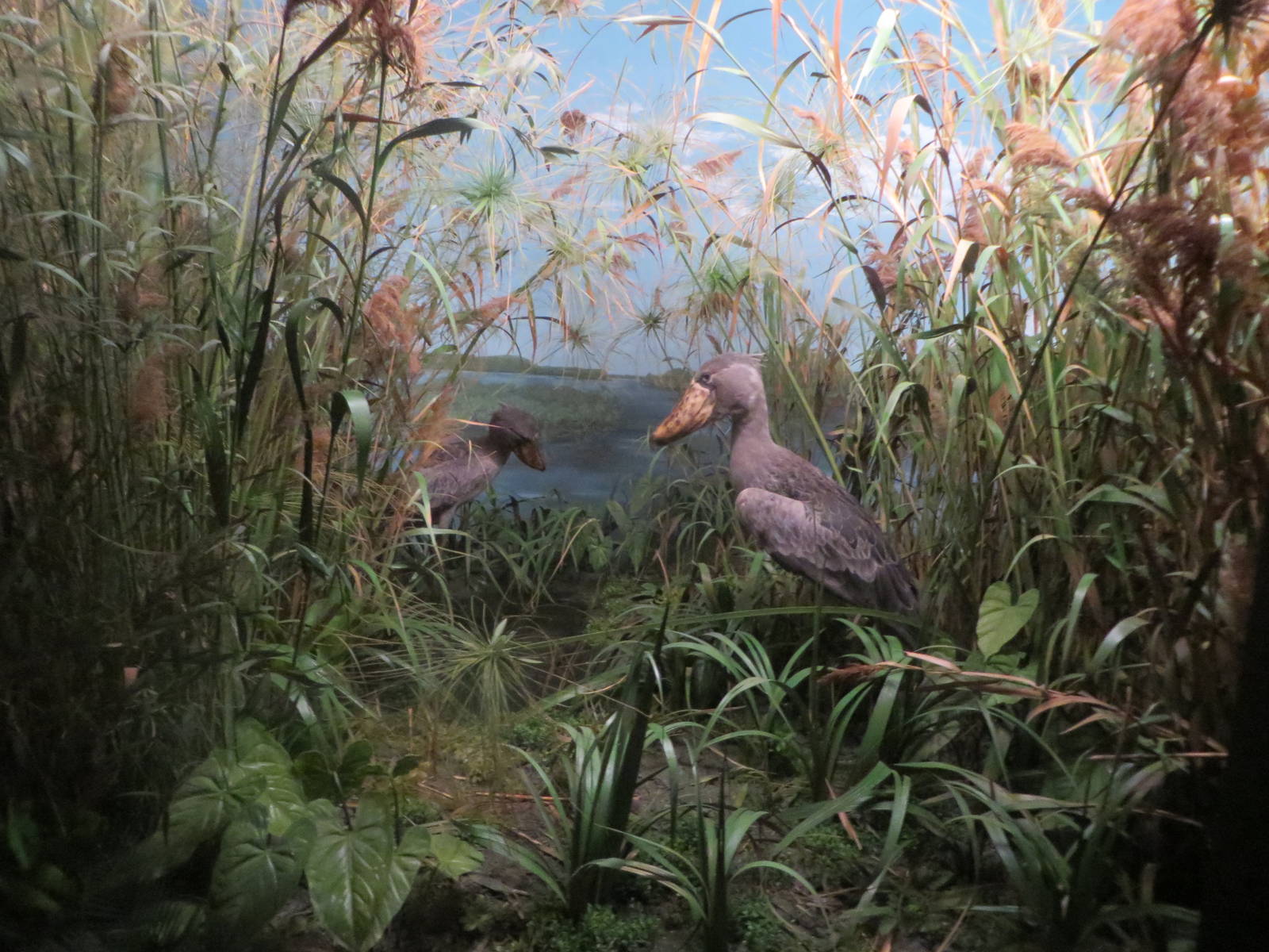 Natural History Museum Bern - shoebill diorama