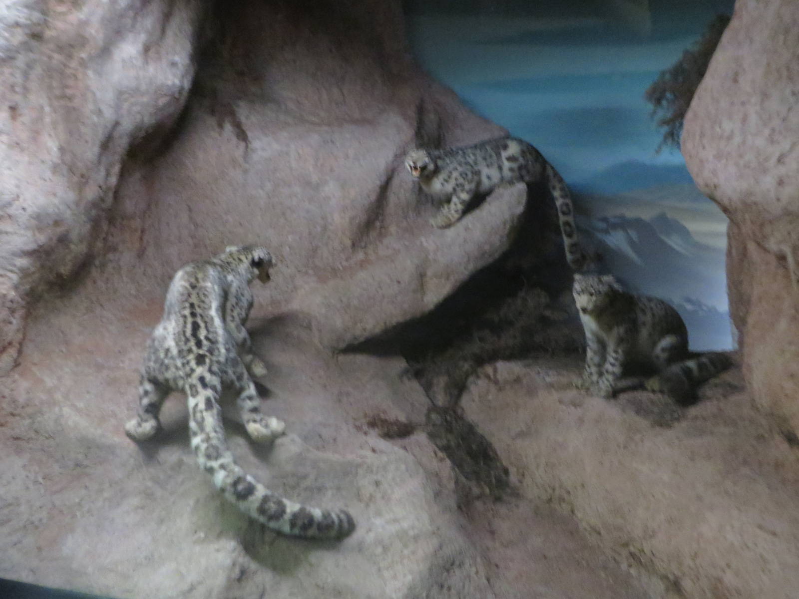 Natural History Museum Bern - snow leopard diorama