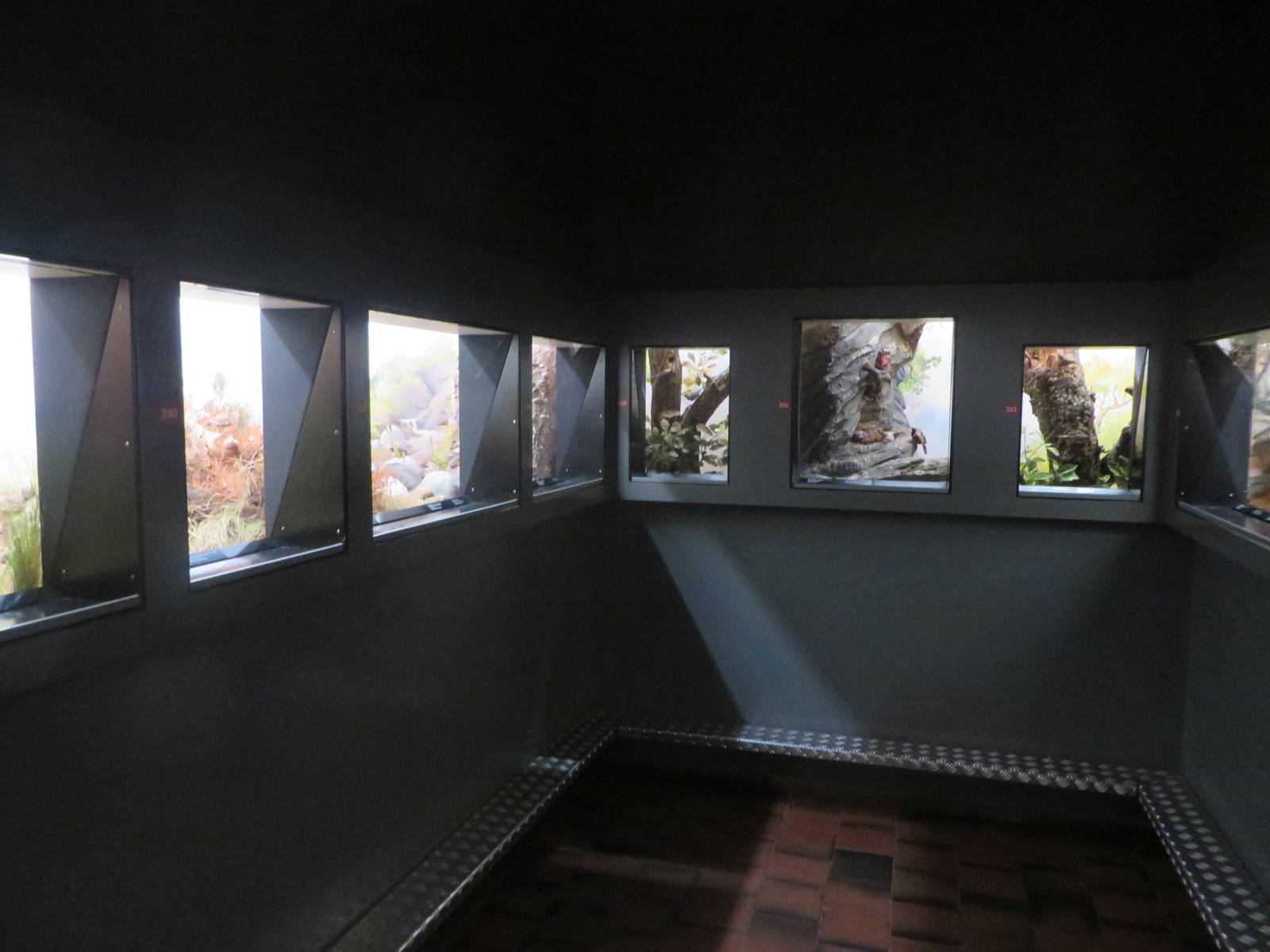 Natural History Museum Bern - Swiss diorama