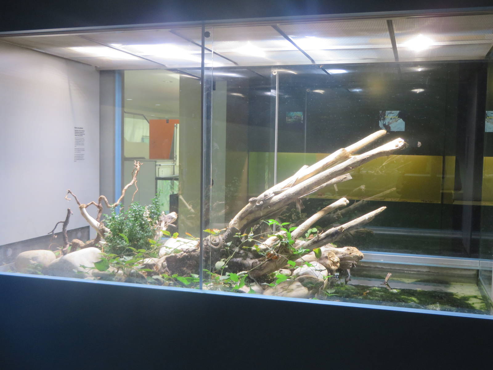 Natural History Museum Bern - Viperine water snake