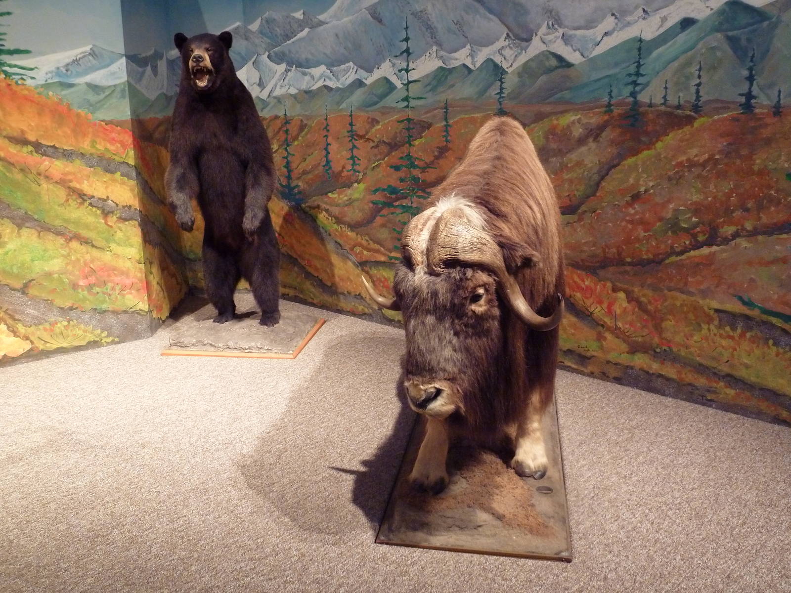 Natural History Museum - Black Bear + Muskox